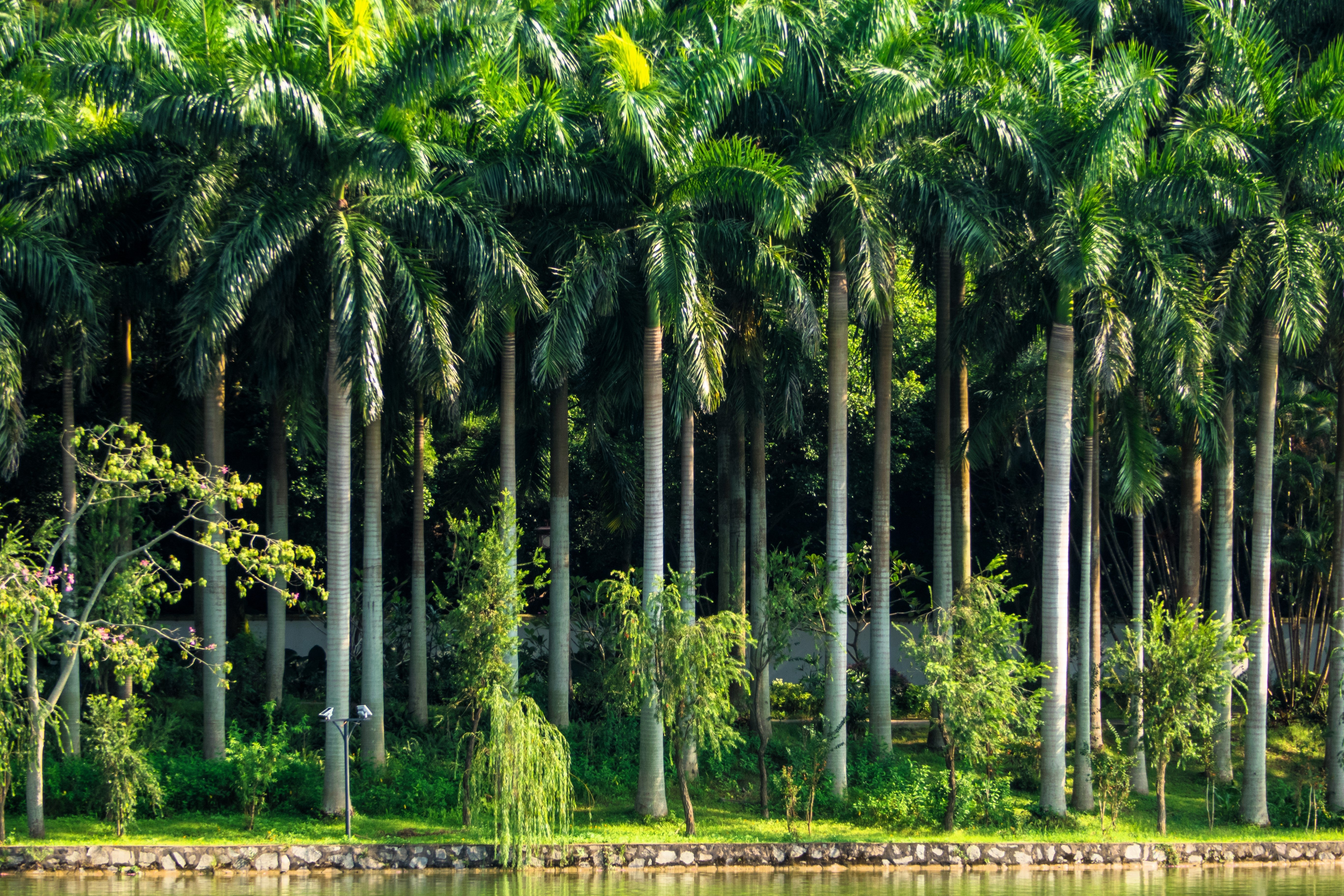 10 Florida ROYAL PALM Roystonea Regia Tree Houseplant Seeds - Image 3