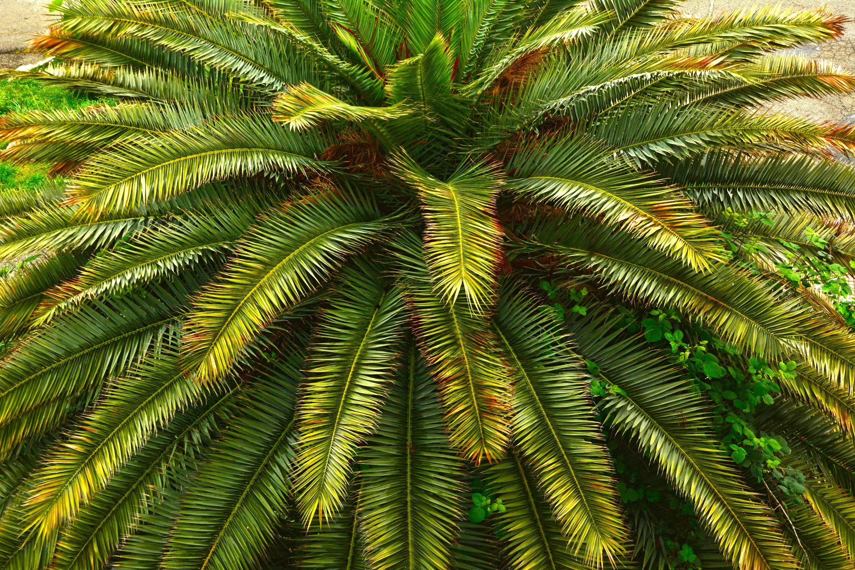 10 Florida ROYAL PALM Roystonea Regia Tree Houseplant Seeds - Image 4