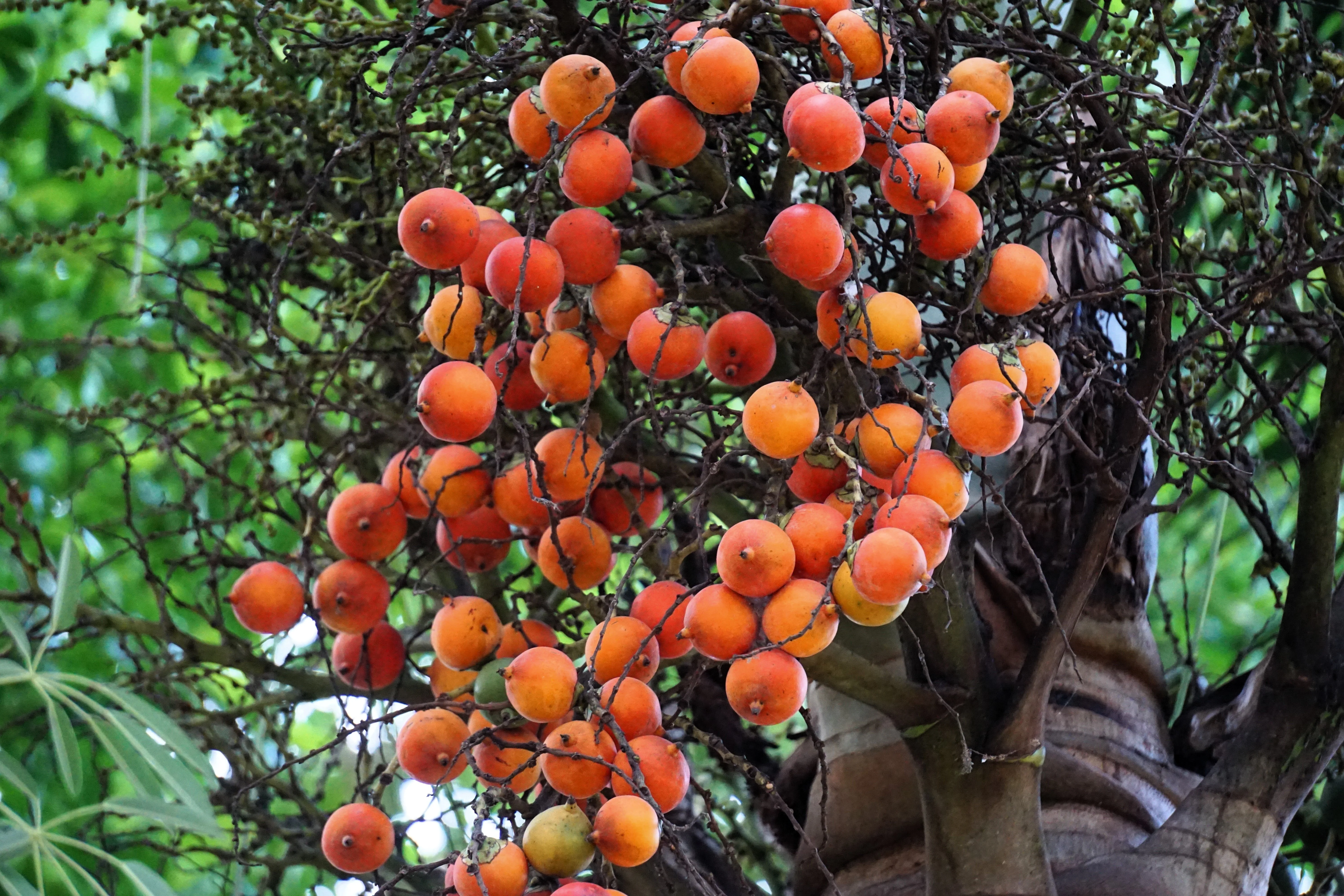 10 Florida ROYAL PALM Roystonea Regia Tree Houseplant Seeds - Image 5