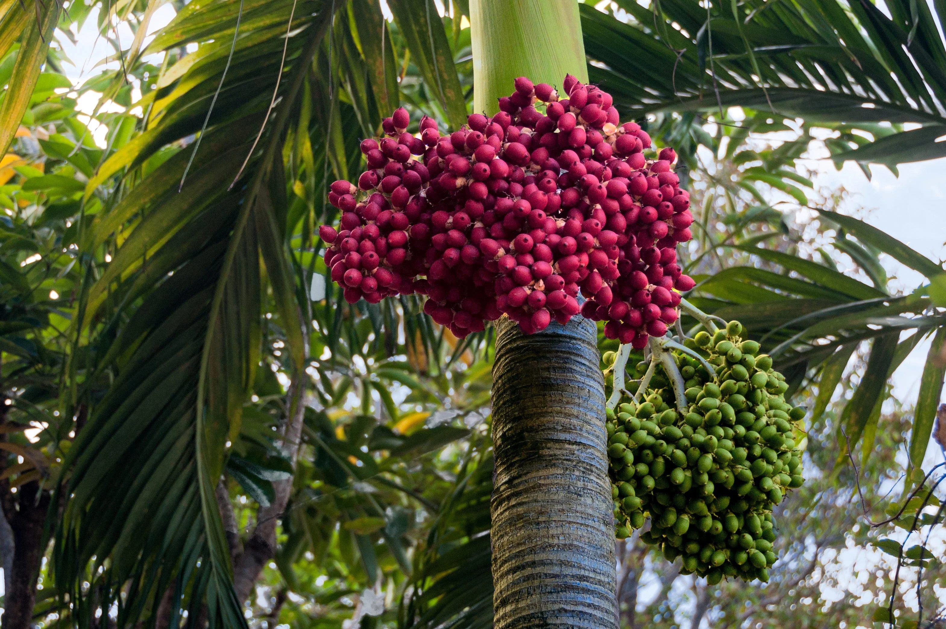 10 Florida ROYAL PALM Roystonea Regia Tree Houseplant Seeds - Image 6
