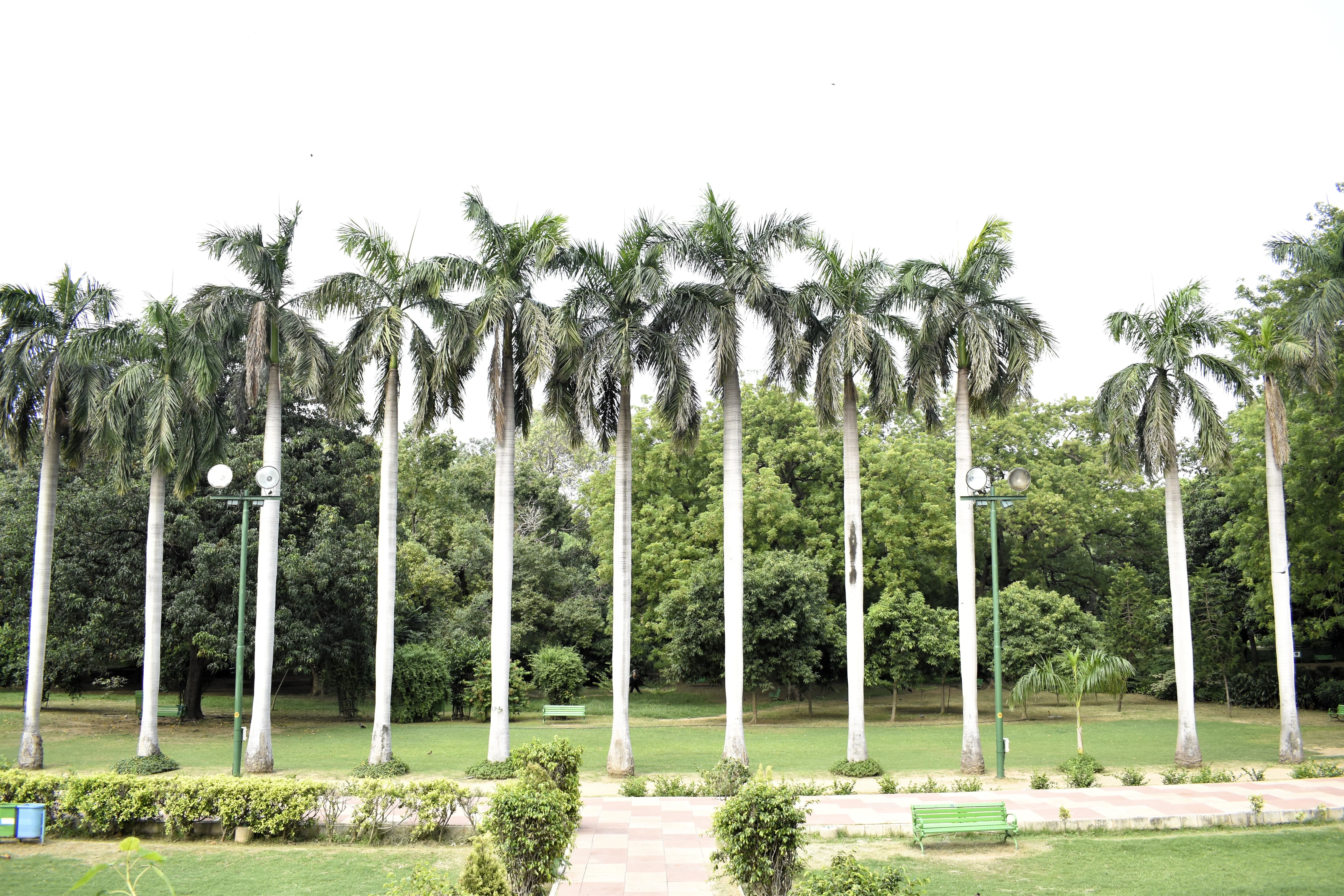 10 Florida ROYAL PALM Roystonea Regia Tree Houseplant Seeds - Image 7