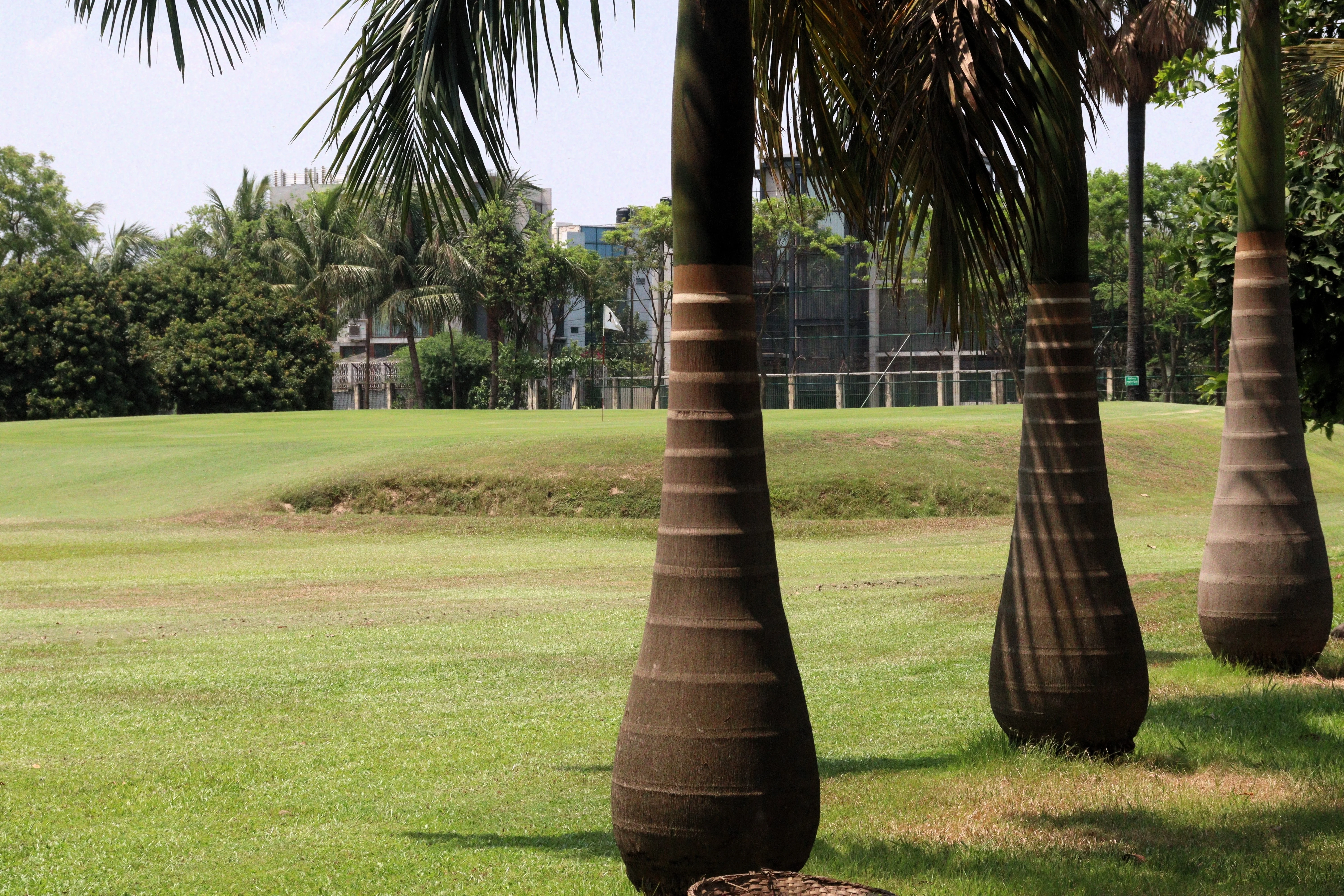 10 Florida ROYAL PALM Roystonea Regia Tree Houseplant Seeds - Image 9