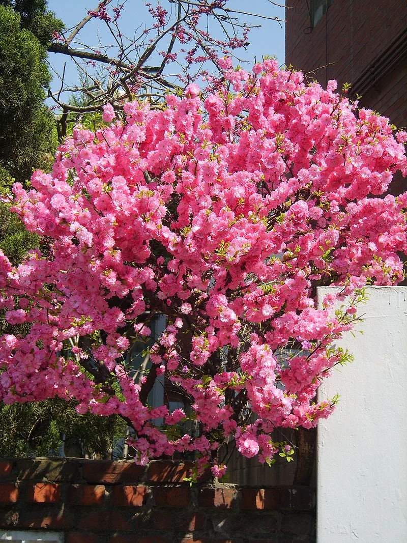 10 FLOWERING ALMOND Prunus Triloba aka Flowering Plum & Rose Tree Fragrant Double Pink Flower Shrub Seeds - Image 2