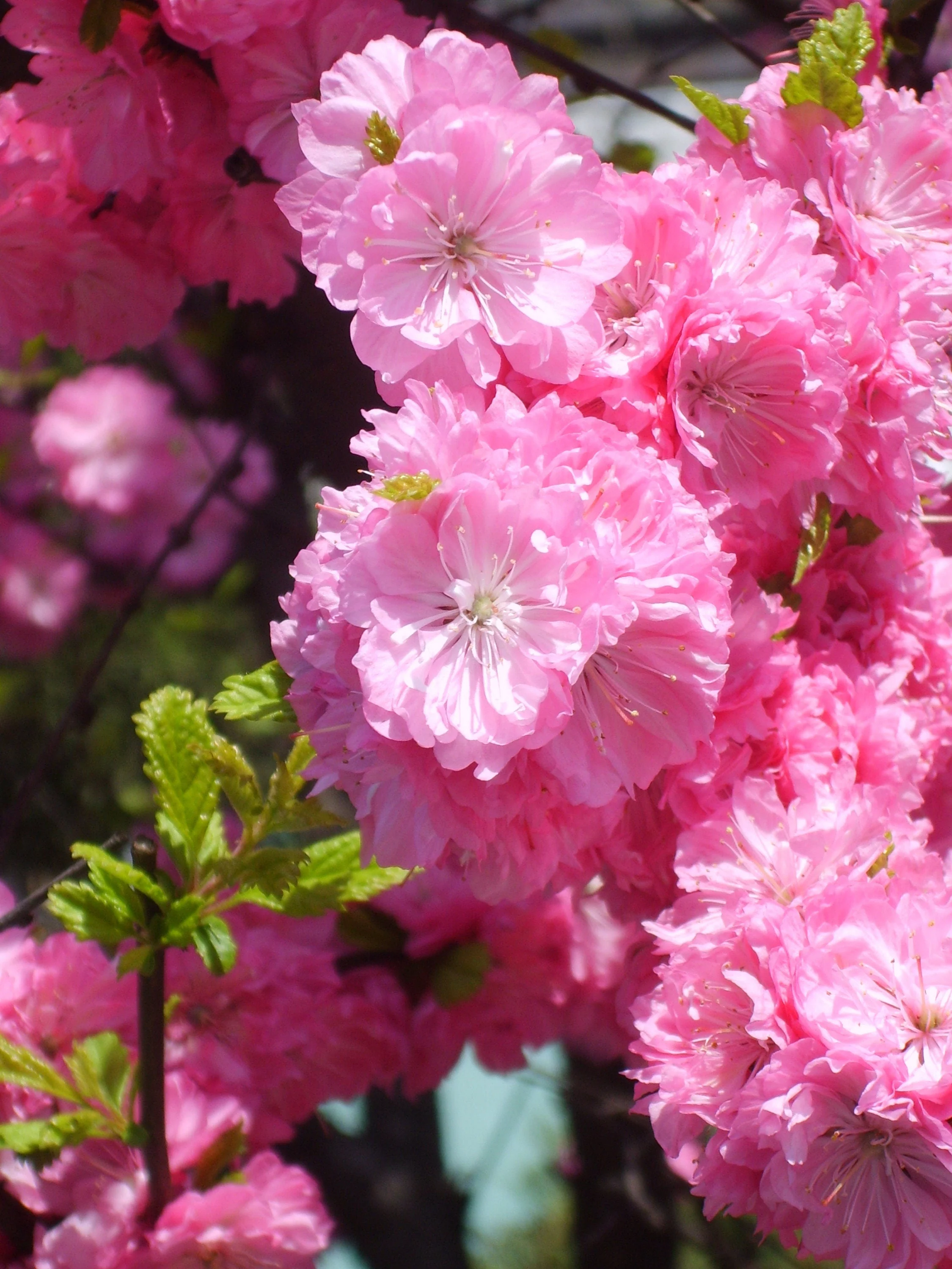 10 FLOWERING ALMOND Prunus Triloba aka Flowering Plum & Rose Tree Fragrant Double Pink Flower Shrub Seeds - Image 3
