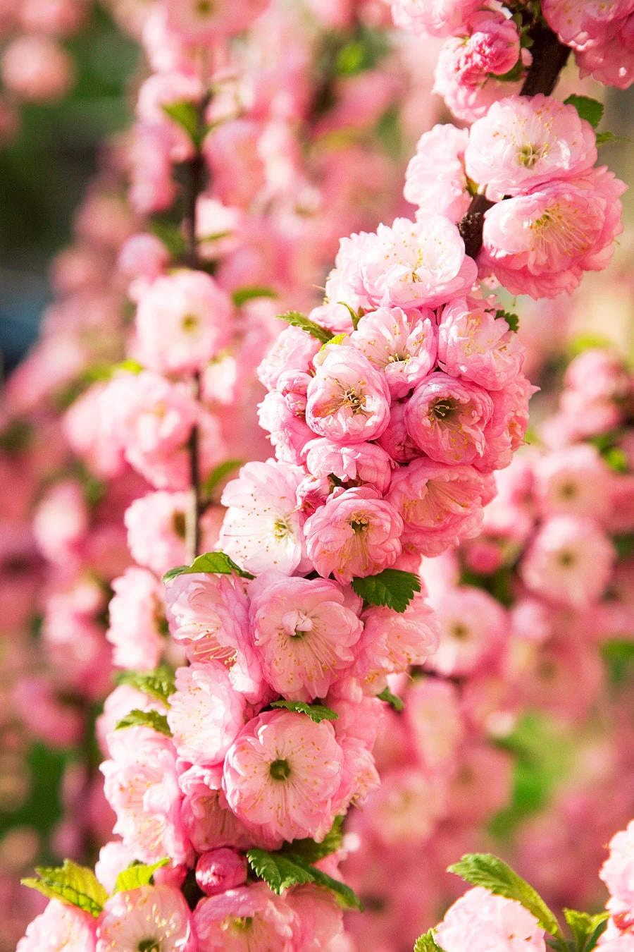 10 FLOWERING ALMOND Prunus Triloba aka Flowering Plum & Rose Tree Fragrant Double Pink Flower Shrub Seeds - Image 4