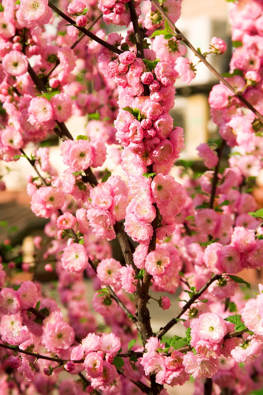 10 FLOWERING ALMOND Prunus Triloba aka Flowering Plum & Rose Tree Fragrant Double Pink Flower Shrub Seeds - Image 5
