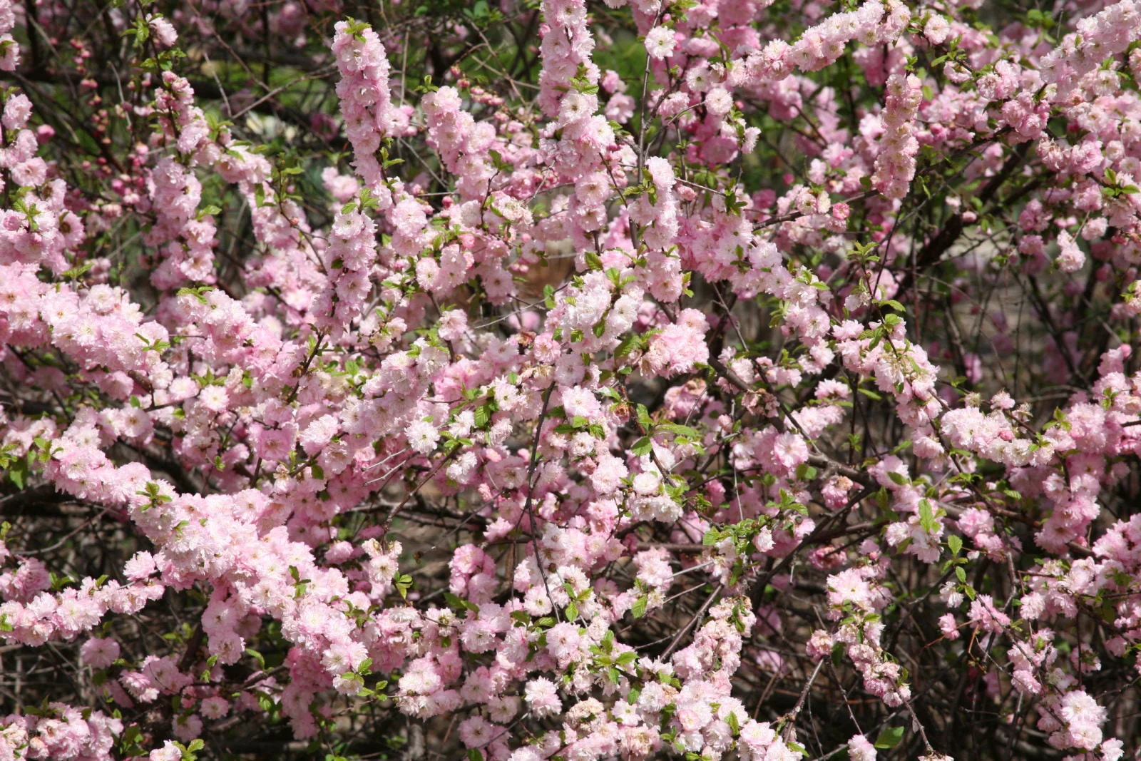 10 FLOWERING ALMOND Prunus Triloba aka Flowering Plum & Rose Tree Fragrant Double Pink Flower Shrub Seeds - Image 6