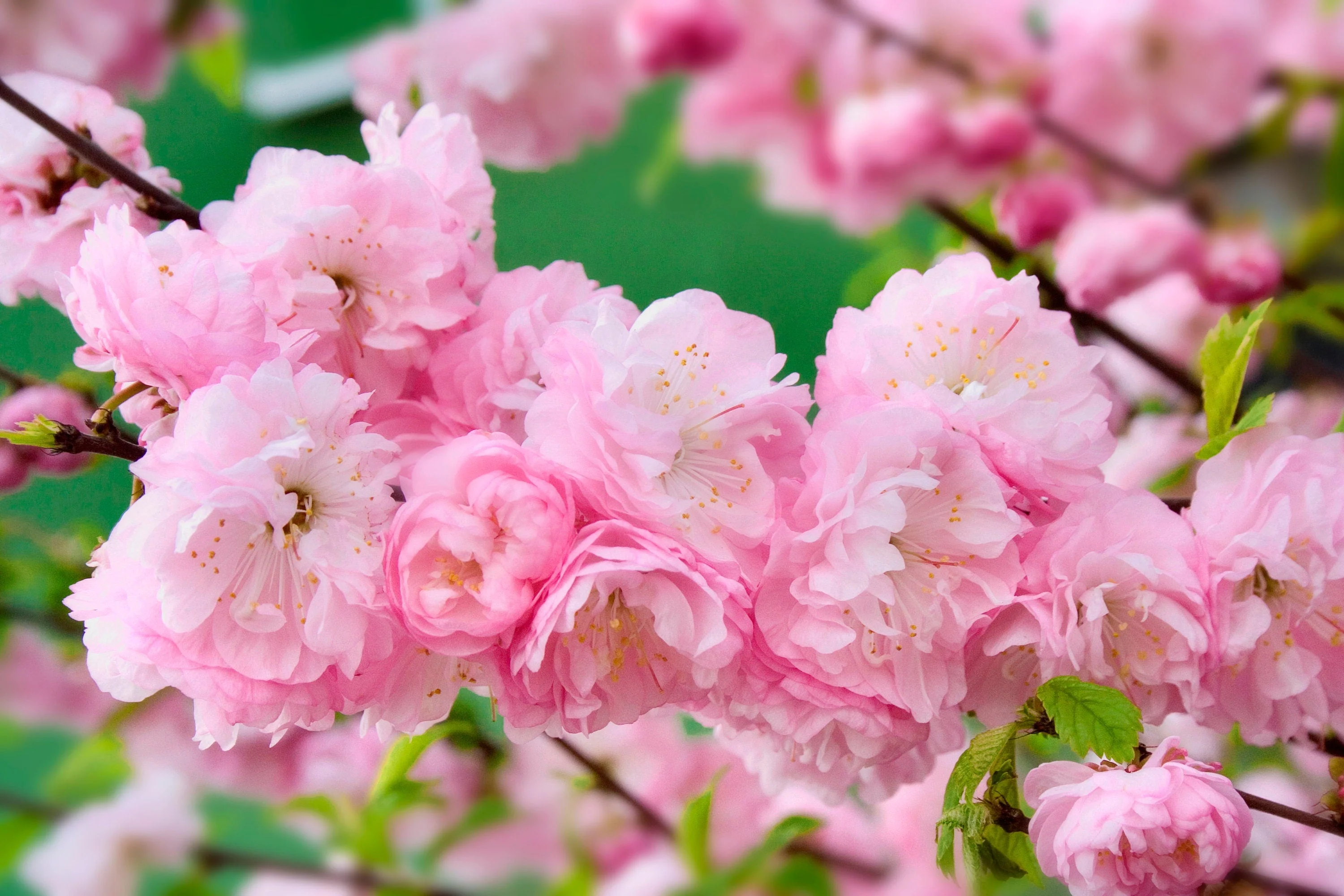 10 FLOWERING ALMOND Prunus Triloba aka Flowering Plum & Rose Tree Fragrant Double Pink Flower Shrub Seeds - Image 7