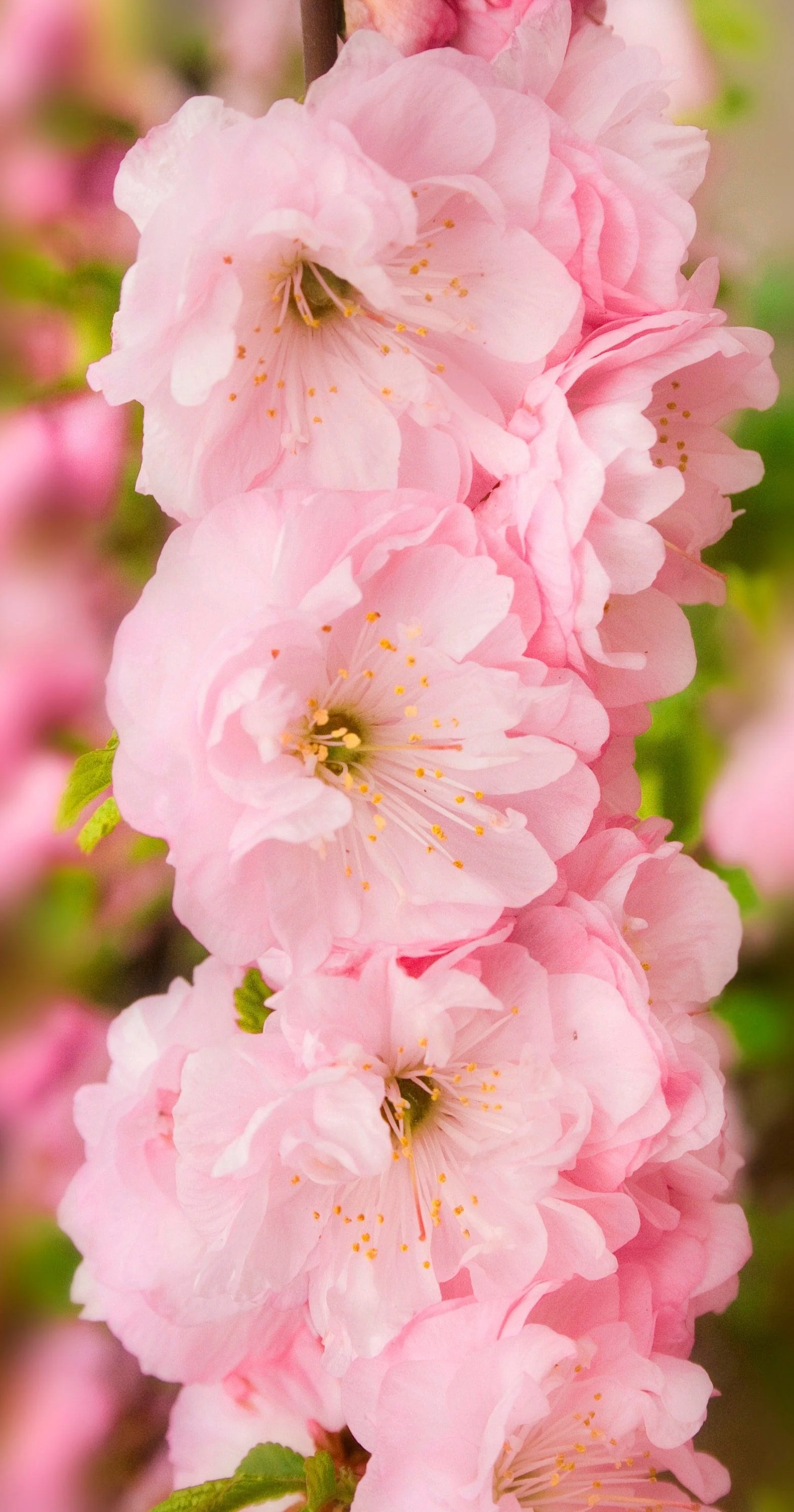 10 FLOWERING ALMOND Prunus Triloba aka Flowering Plum & Rose Tree Fragrant Double Pink Flower Shrub Seeds - Image 8