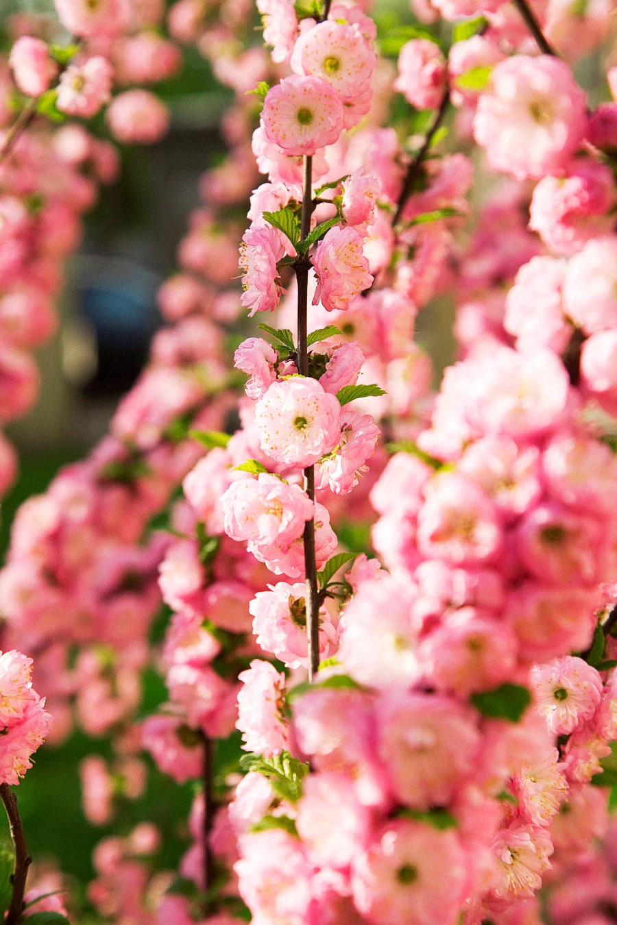 10 FLOWERING ALMOND Prunus Triloba aka Flowering Plum & Rose Tree Fragrant Double Pink Flower Shrub Seeds - Image 9