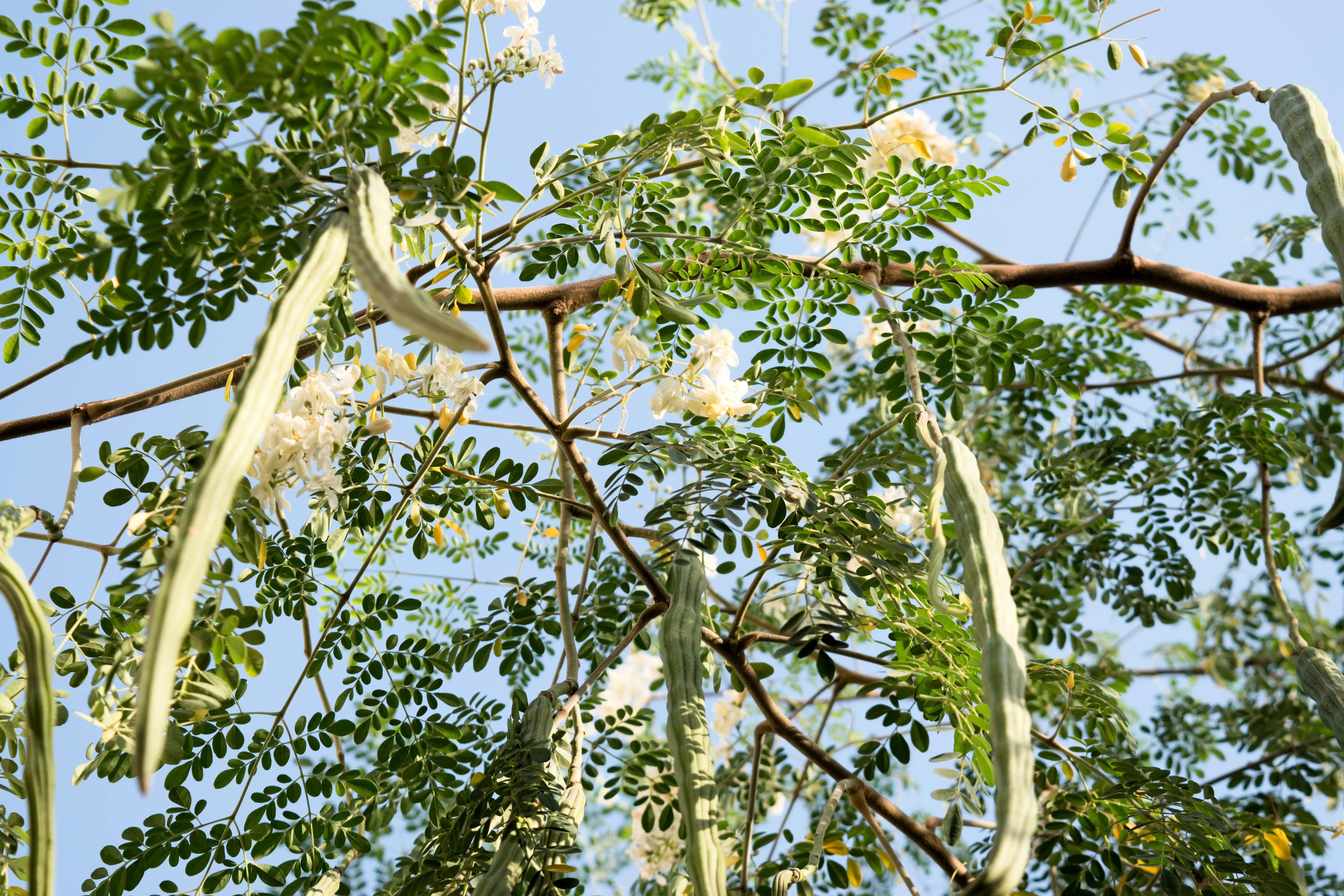 10 Flowering DRUMSTICK TREE Moringa Oleifera Seeds (Miracle Tree / Ben Oil Tree) - Image 10