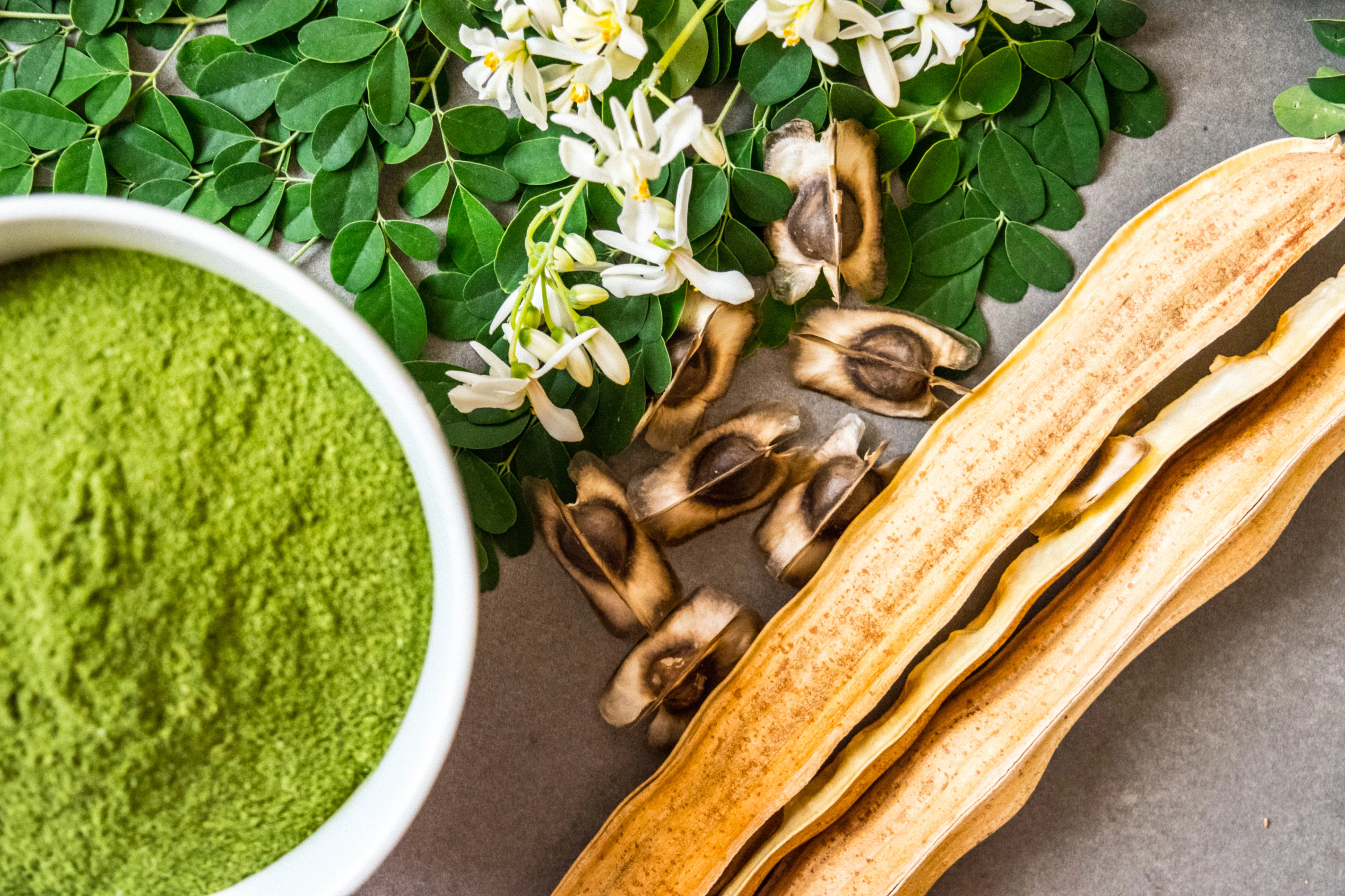 10 Flowering DRUMSTICK TREE Moringa Oleifera Seeds (Miracle Tree / Ben Oil Tree) - Image 2