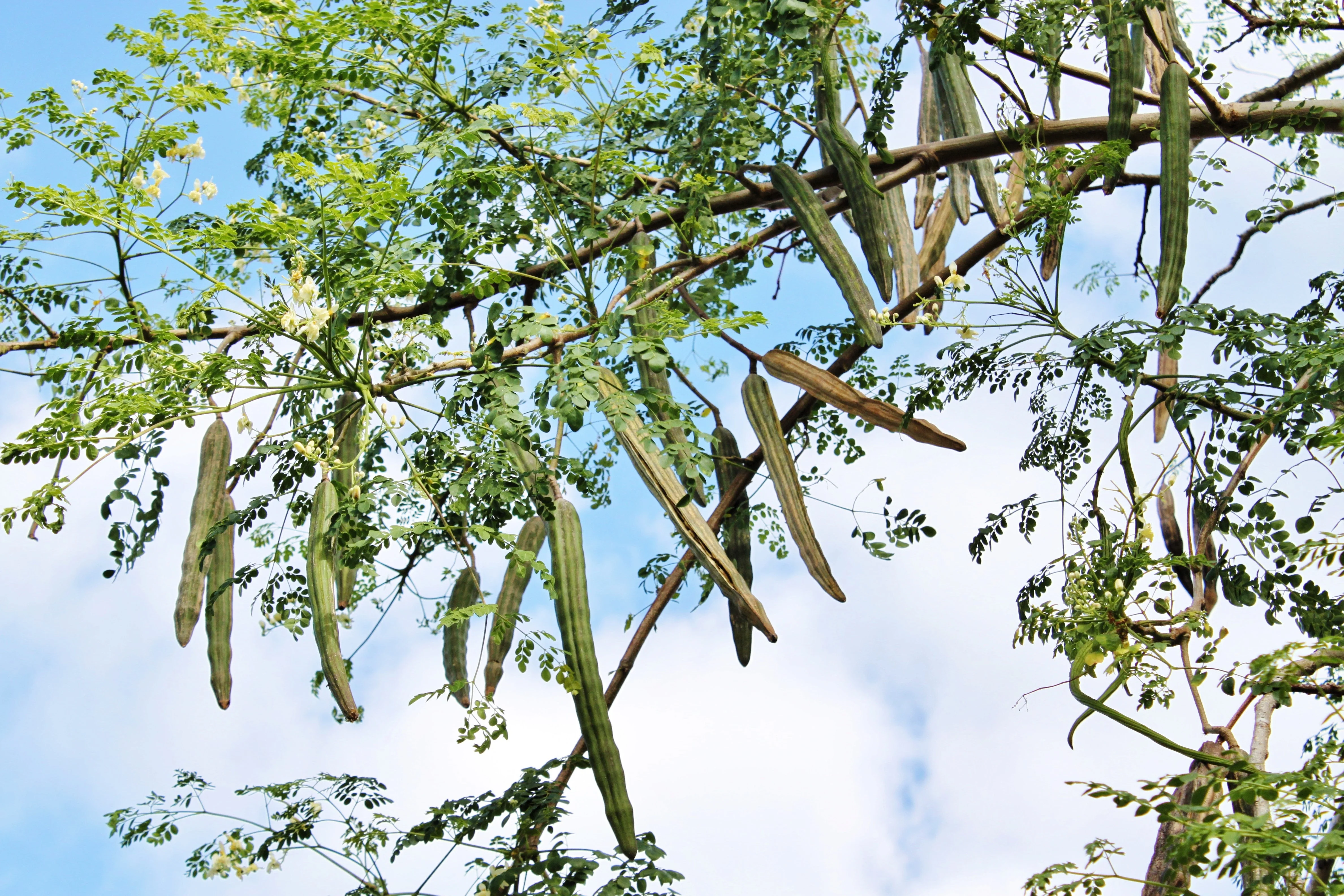 10 Flowering DRUMSTICK TREE Moringa Oleifera Seeds (Miracle Tree / Ben Oil Tree) - Image 3