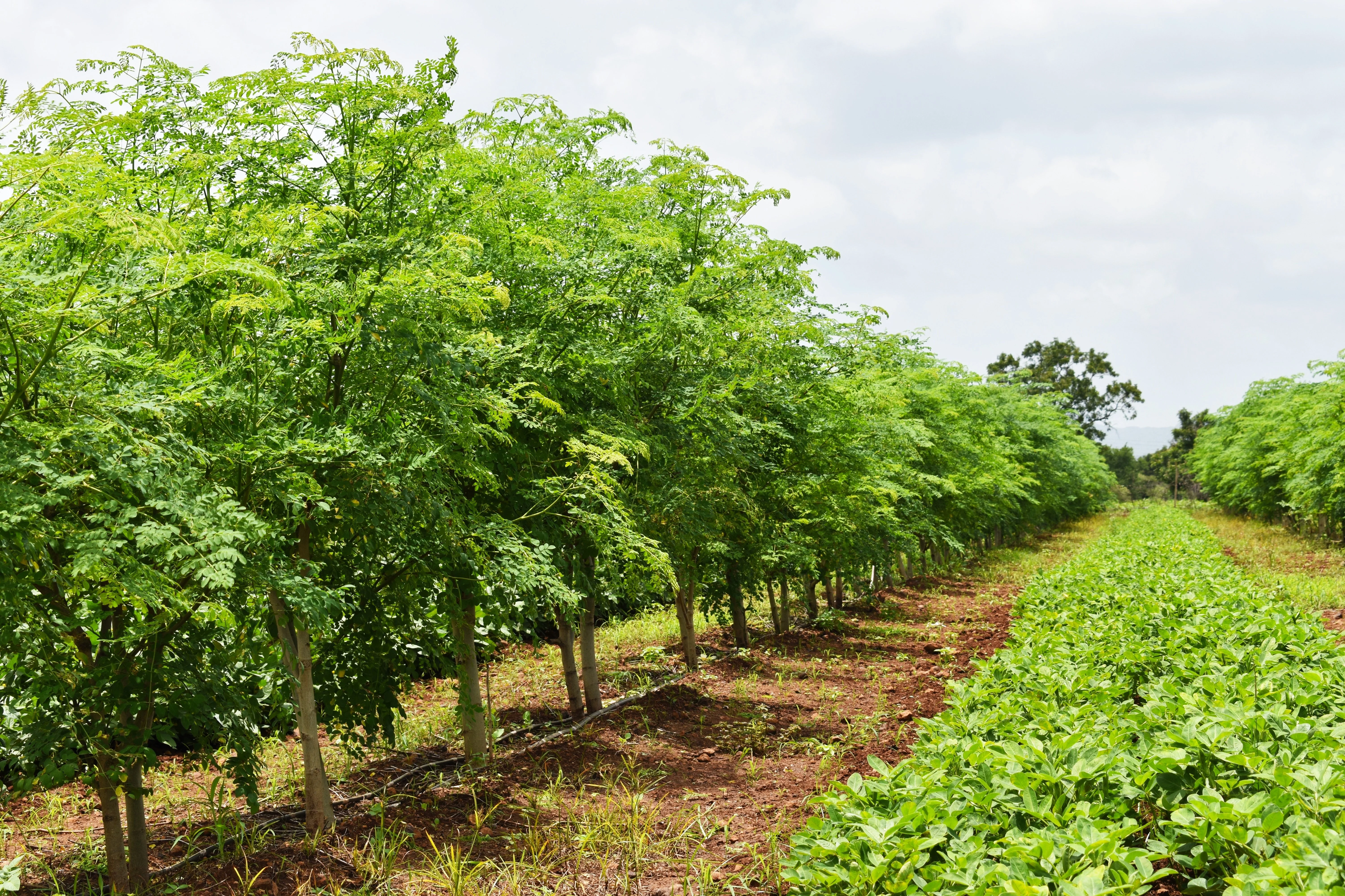 10 Flowering DRUMSTICK TREE Moringa Oleifera Seeds (Miracle Tree / Ben Oil Tree) - Image 4