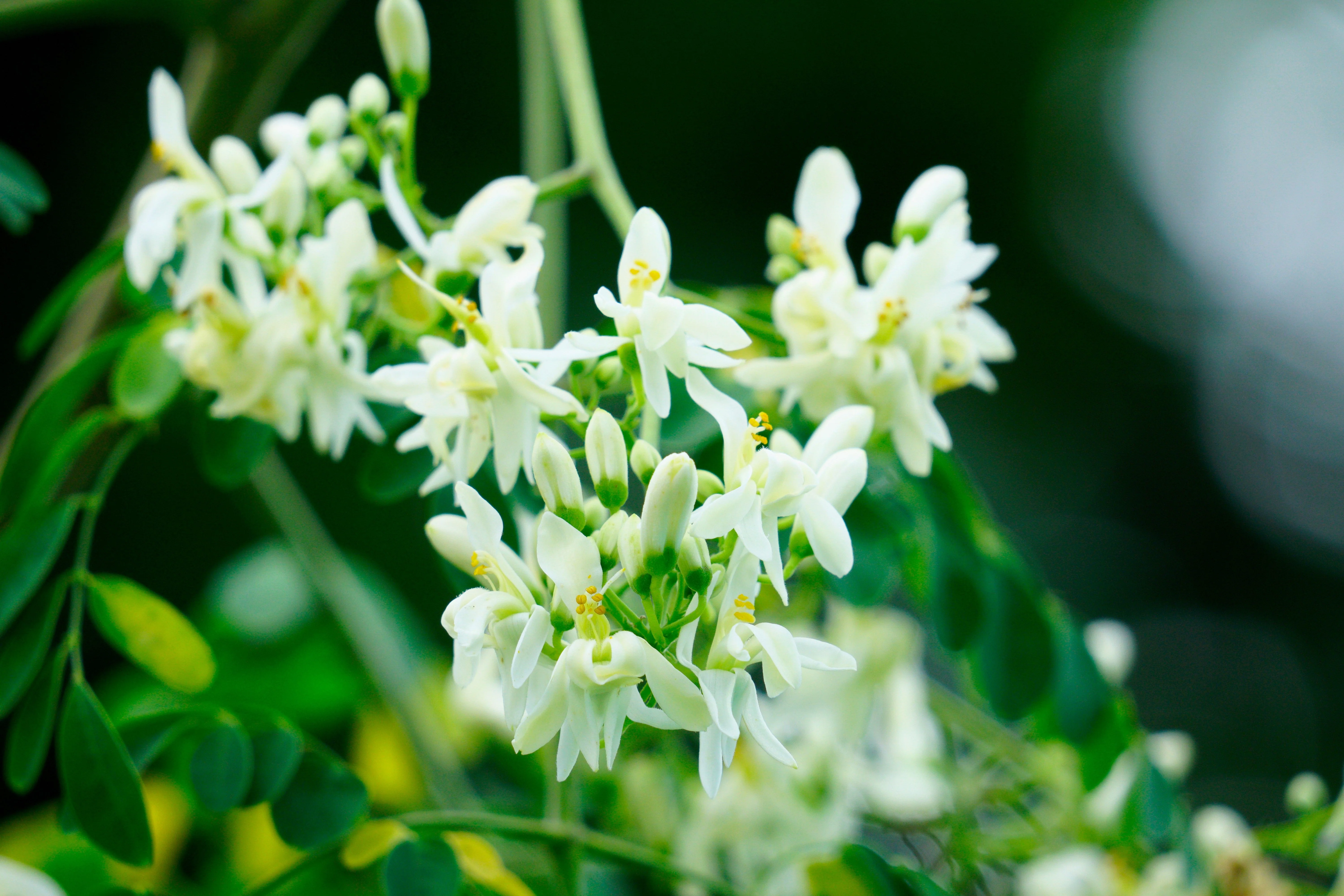 10 Flowering DRUMSTICK TREE Moringa Oleifera Seeds (Miracle Tree / Ben Oil Tree) - Image 6