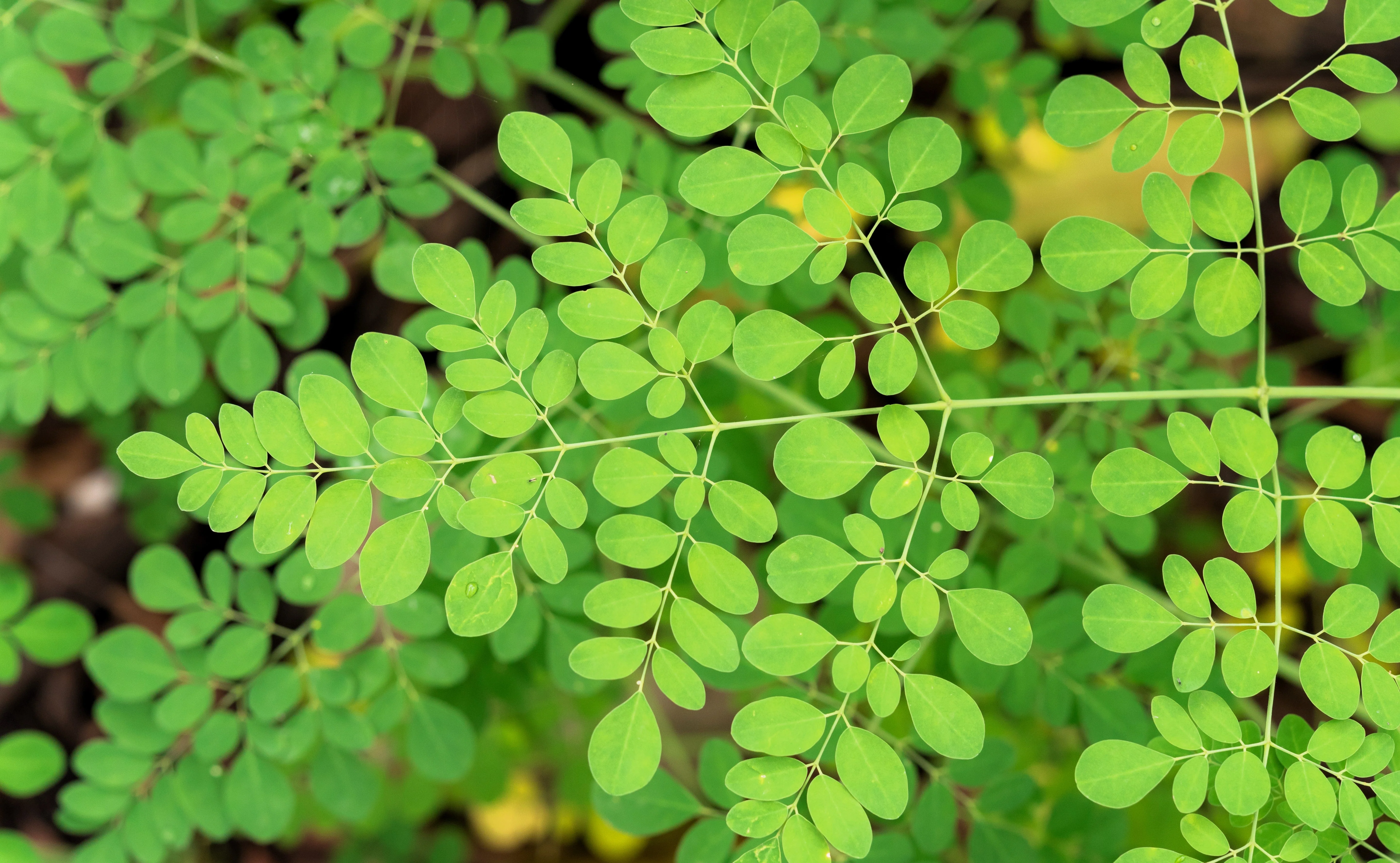 10 Flowering DRUMSTICK TREE Moringa Oleifera Seeds (Miracle Tree / Ben Oil Tree) - Image 7