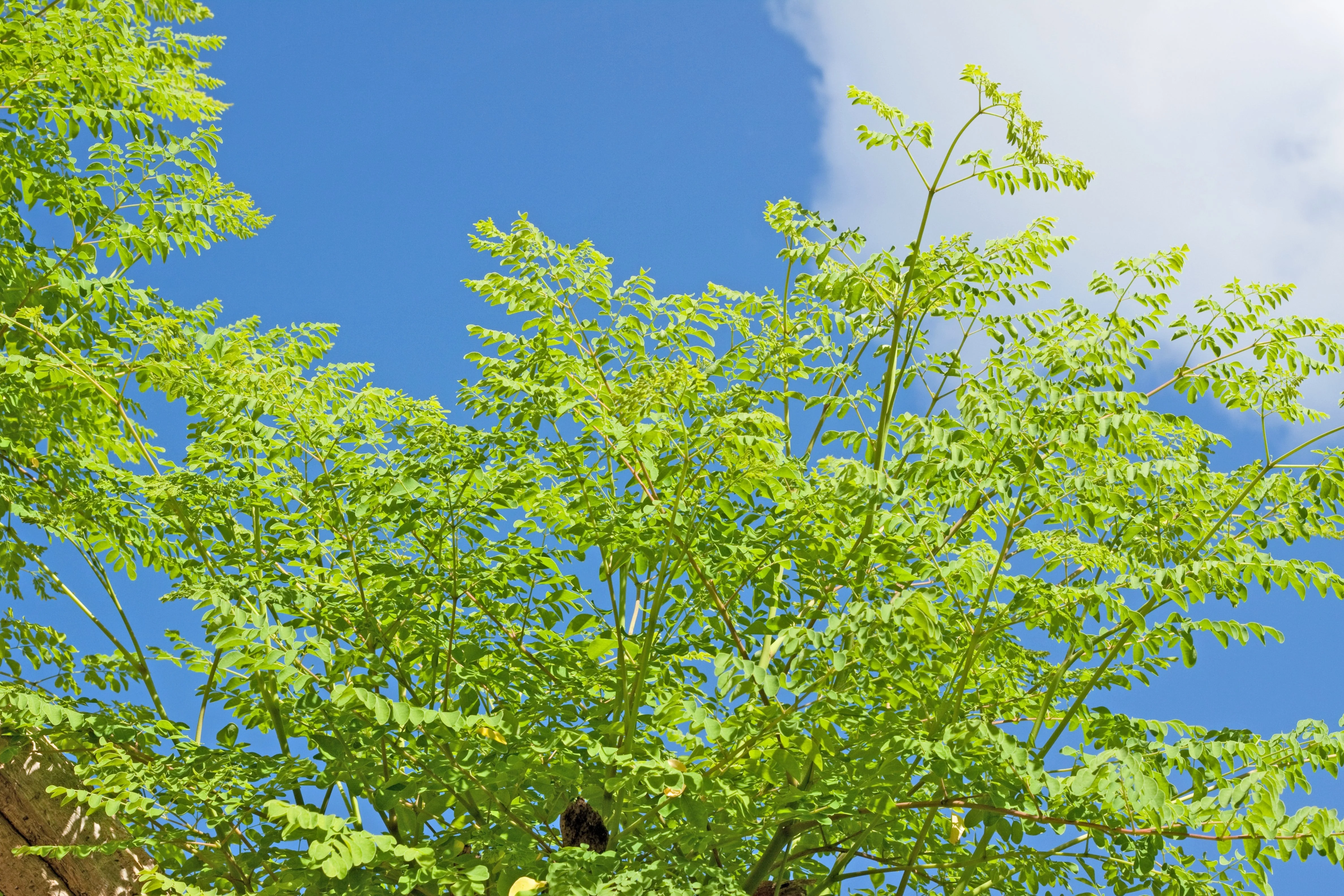 10 Flowering DRUMSTICK TREE Moringa Oleifera Seeds (Miracle Tree / Ben Oil Tree) - Image 8