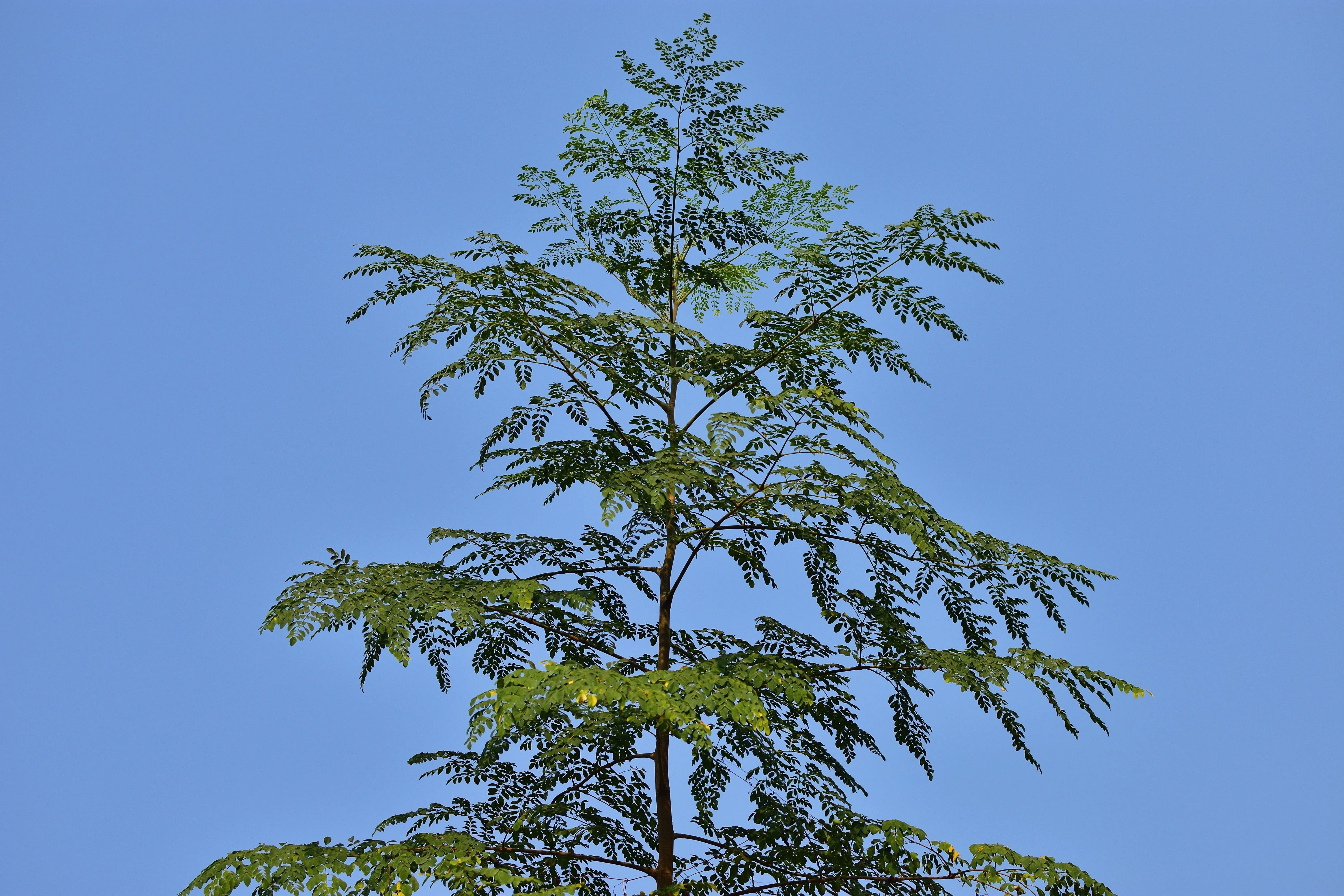 10 Flowering DRUMSTICK TREE Moringa Oleifera Seeds (Miracle Tree / Ben Oil Tree) - Image 9