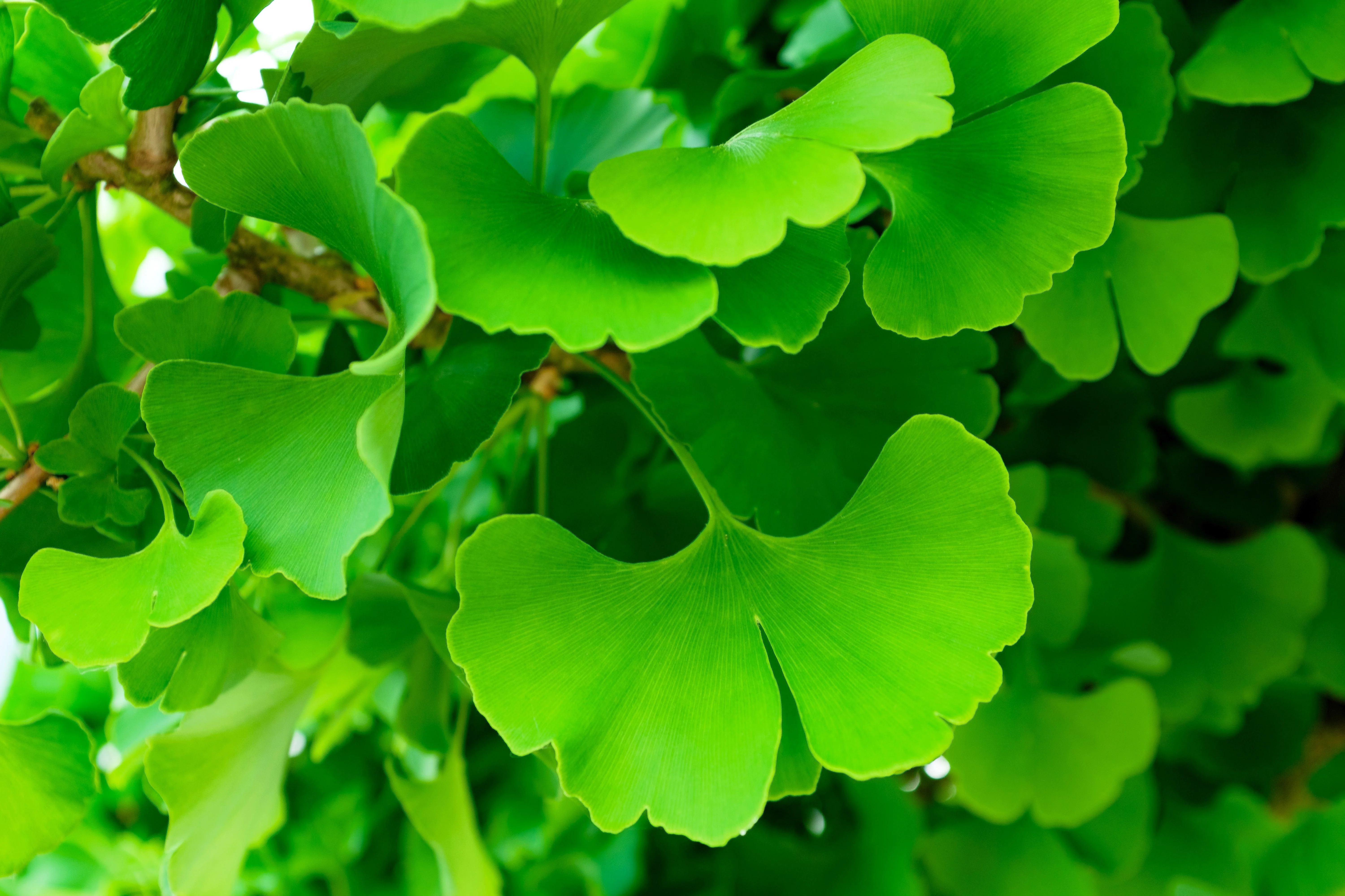 10 GINKGO BILOBA Maidenhair Tree Yellow Fall Orange "Fruit" Herb Seeds - Image 2