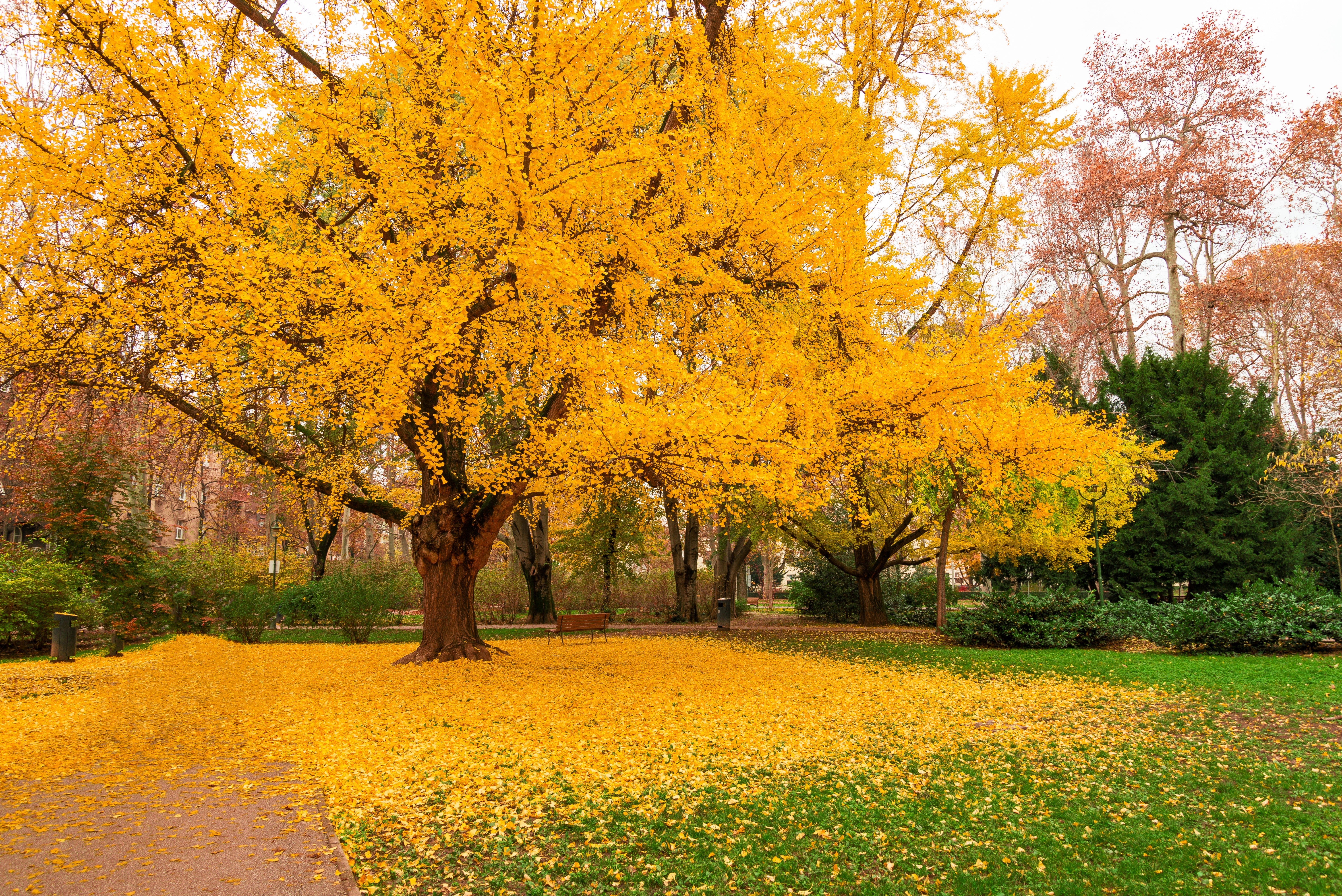 10 GINKGO BILOBA Maidenhair Tree Yellow Fall Orange "Fruit" Herb Seeds - Image 3