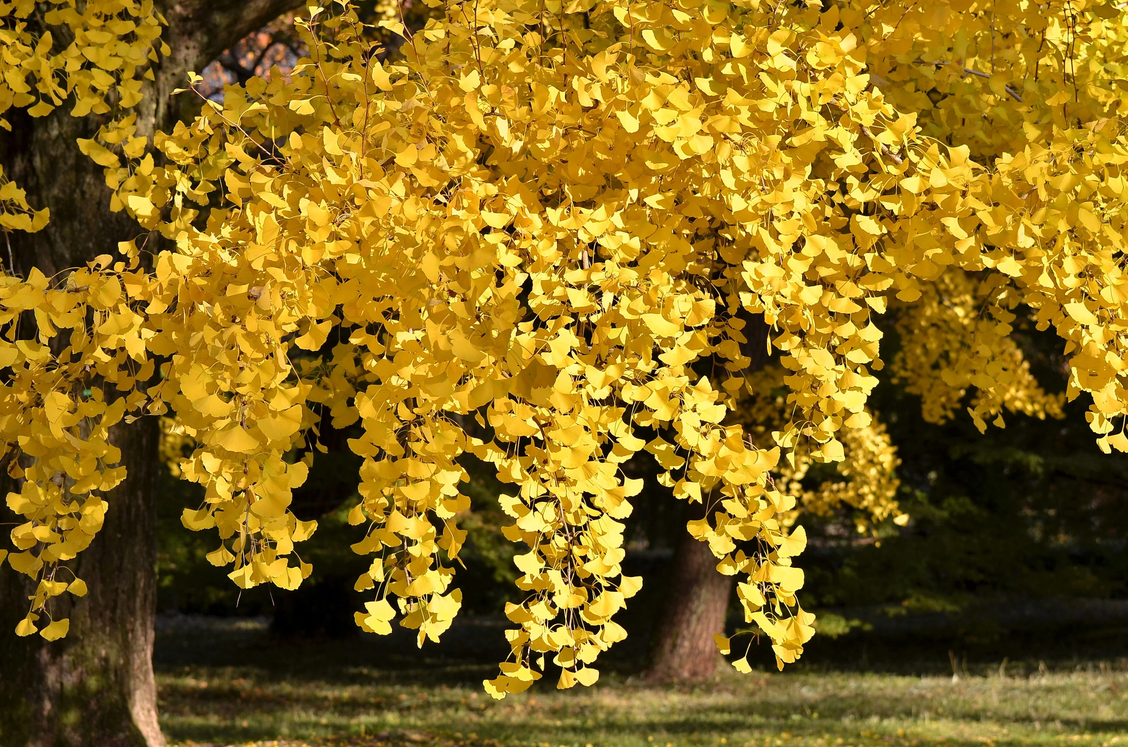 10 GINKGO BILOBA Maidenhair Tree Yellow Fall Orange "Fruit" Herb Seeds - Image 4