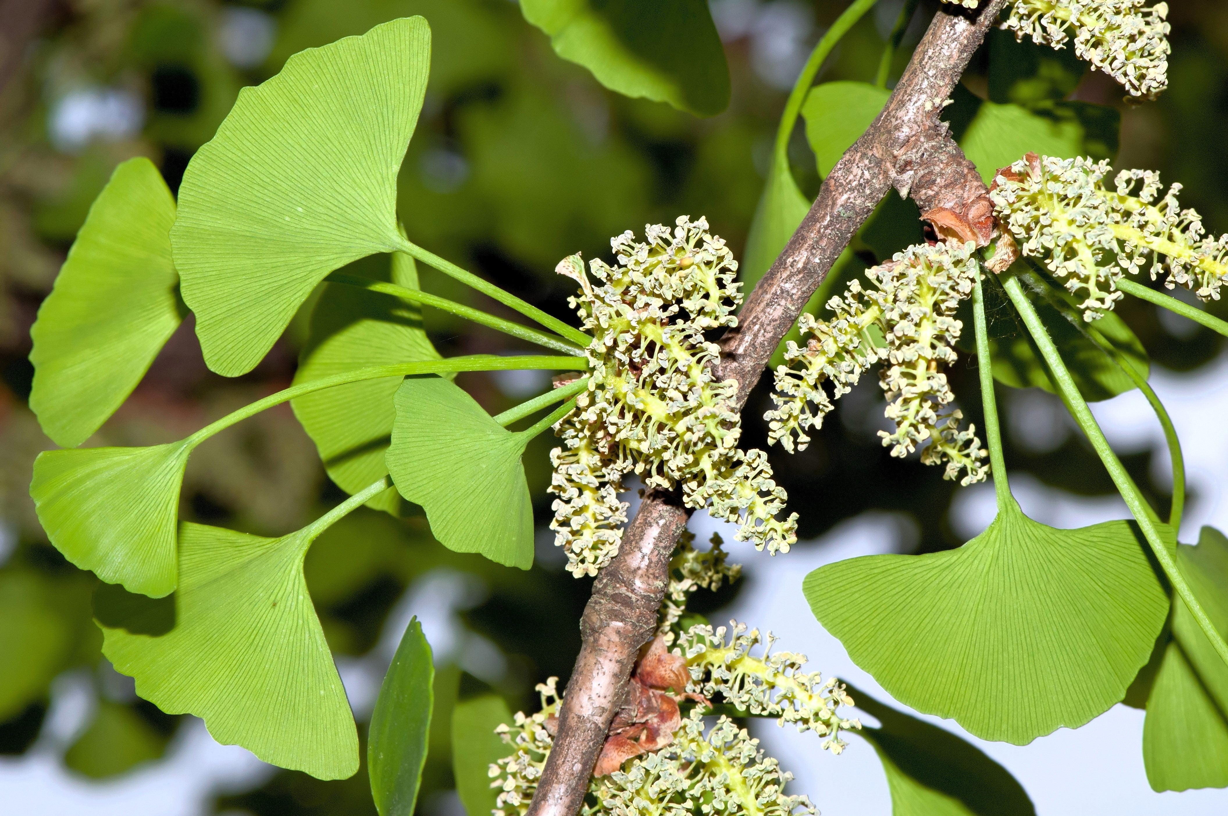 10 GINKGO BILOBA Maidenhair Tree Yellow Fall Orange "Fruit" Herb Seeds - Image 5