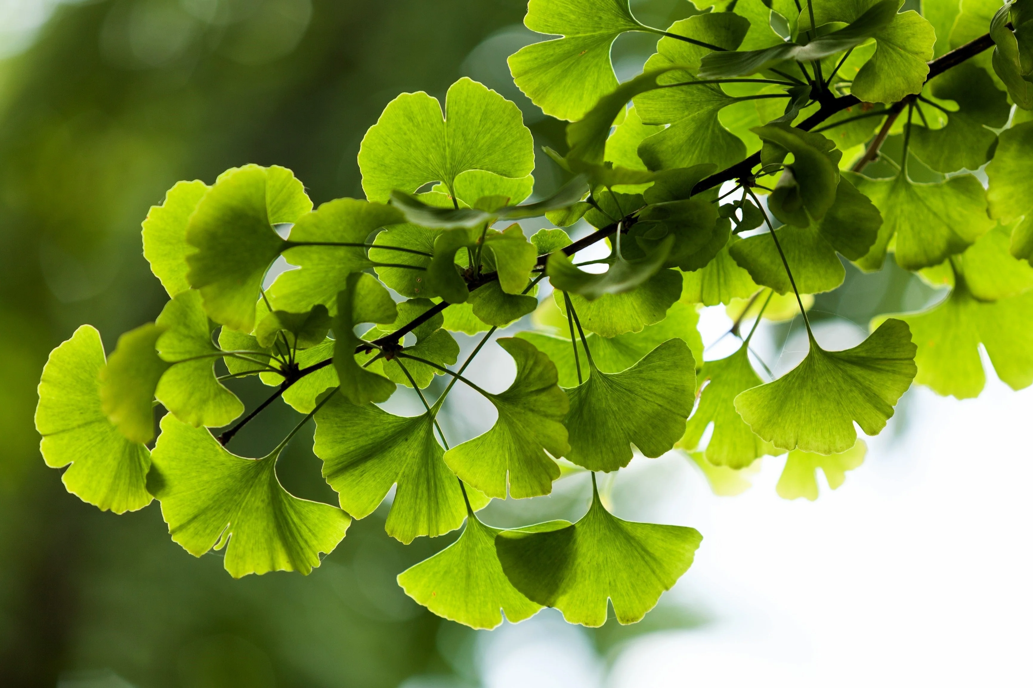10 GINKGO BILOBA Maidenhair Tree Yellow Fall Orange "Fruit" Herb Seeds - Image 6