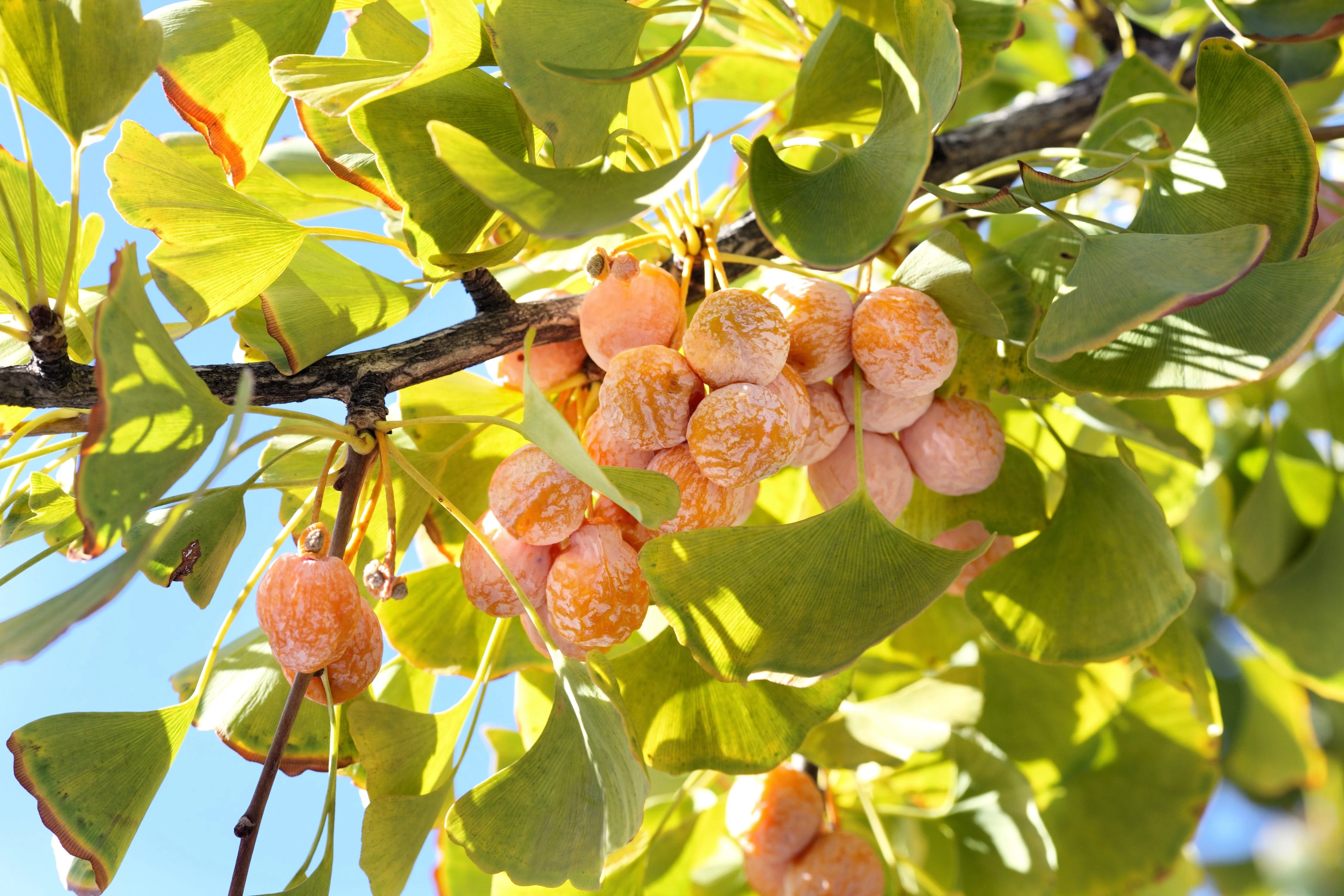10 GINKGO BILOBA Maidenhair Tree Yellow Fall Orange "Fruit" Herb Seeds - Image 7