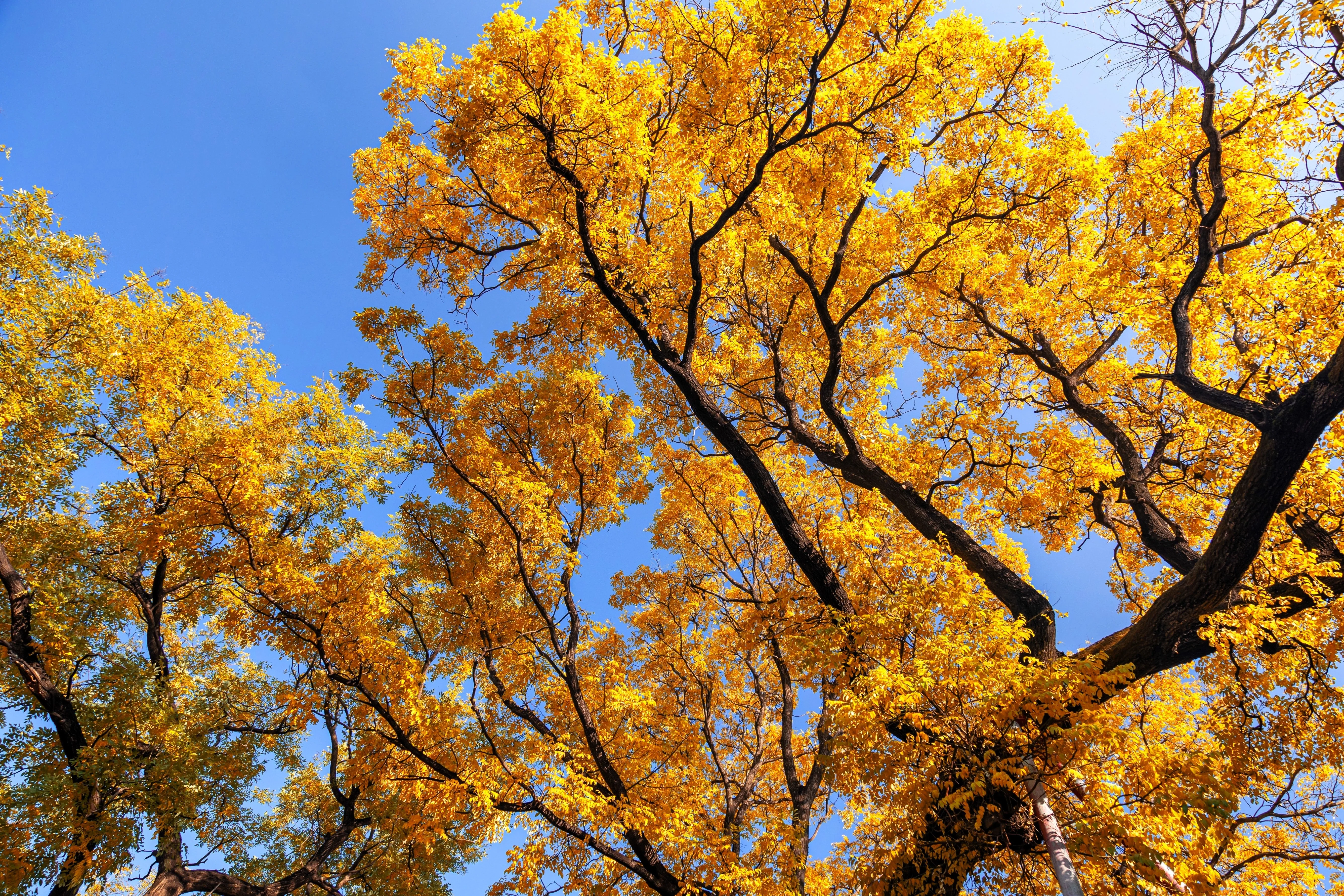 10 GINKGO BILOBA Maidenhair Tree Yellow Fall Orange "Fruit" Herb Seeds - Image 9