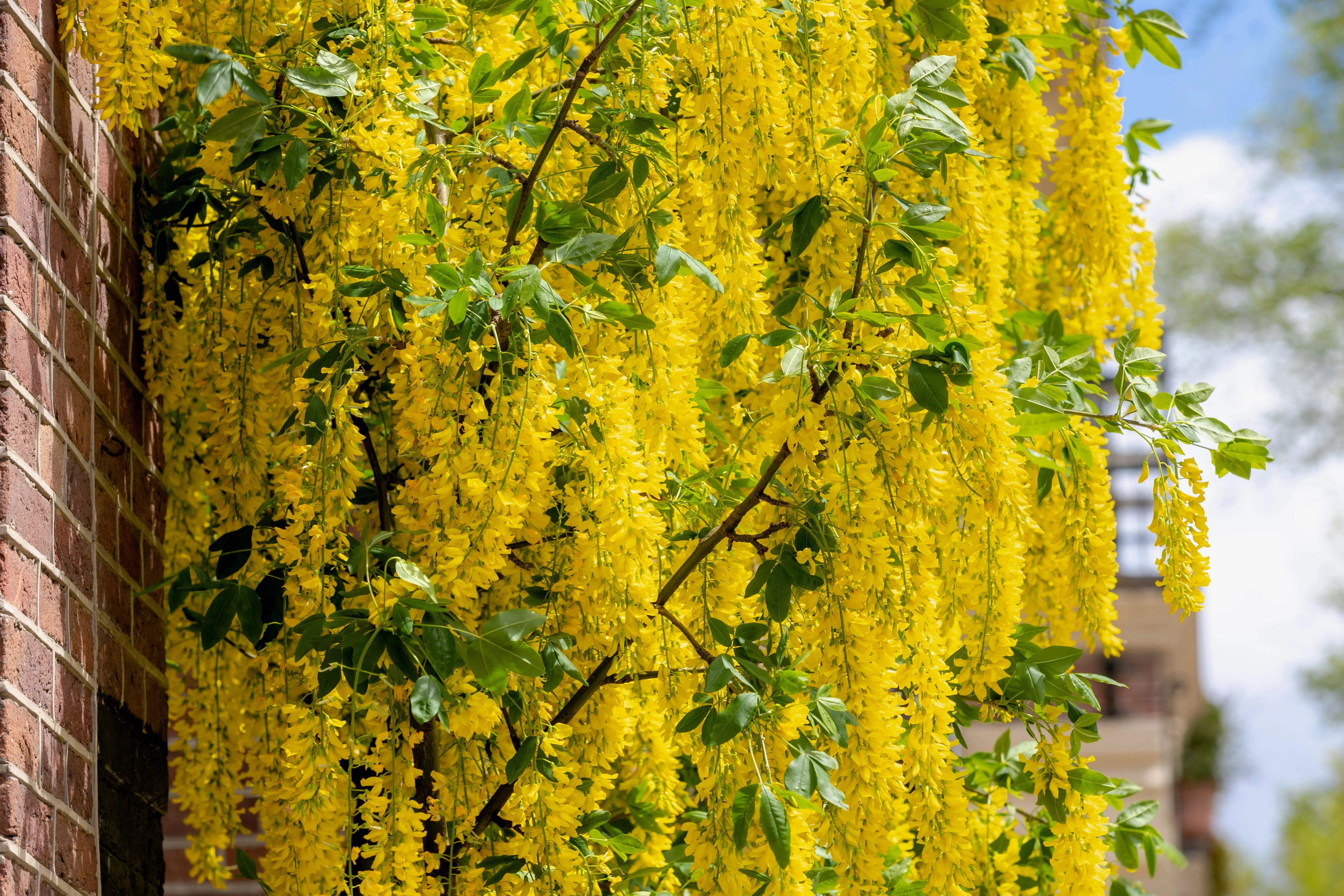 10 GOLDEN CHAIN TREE Goldenchain Laburnum Anagyroides Yellow Flower Seeds - Image 10