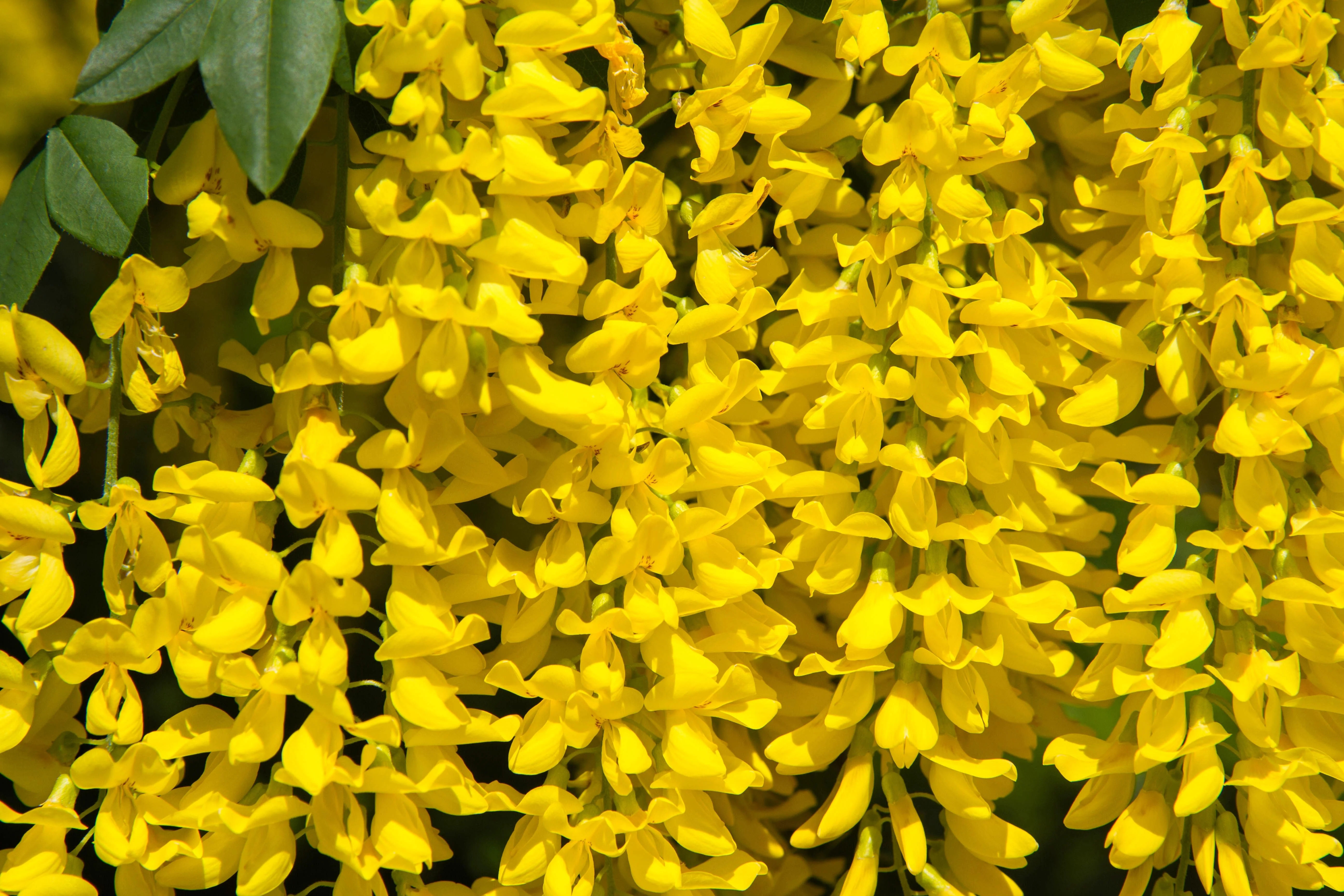 10 GOLDEN CHAIN TREE Goldenchain Laburnum Anagyroides Yellow Flower Seeds - Image 11