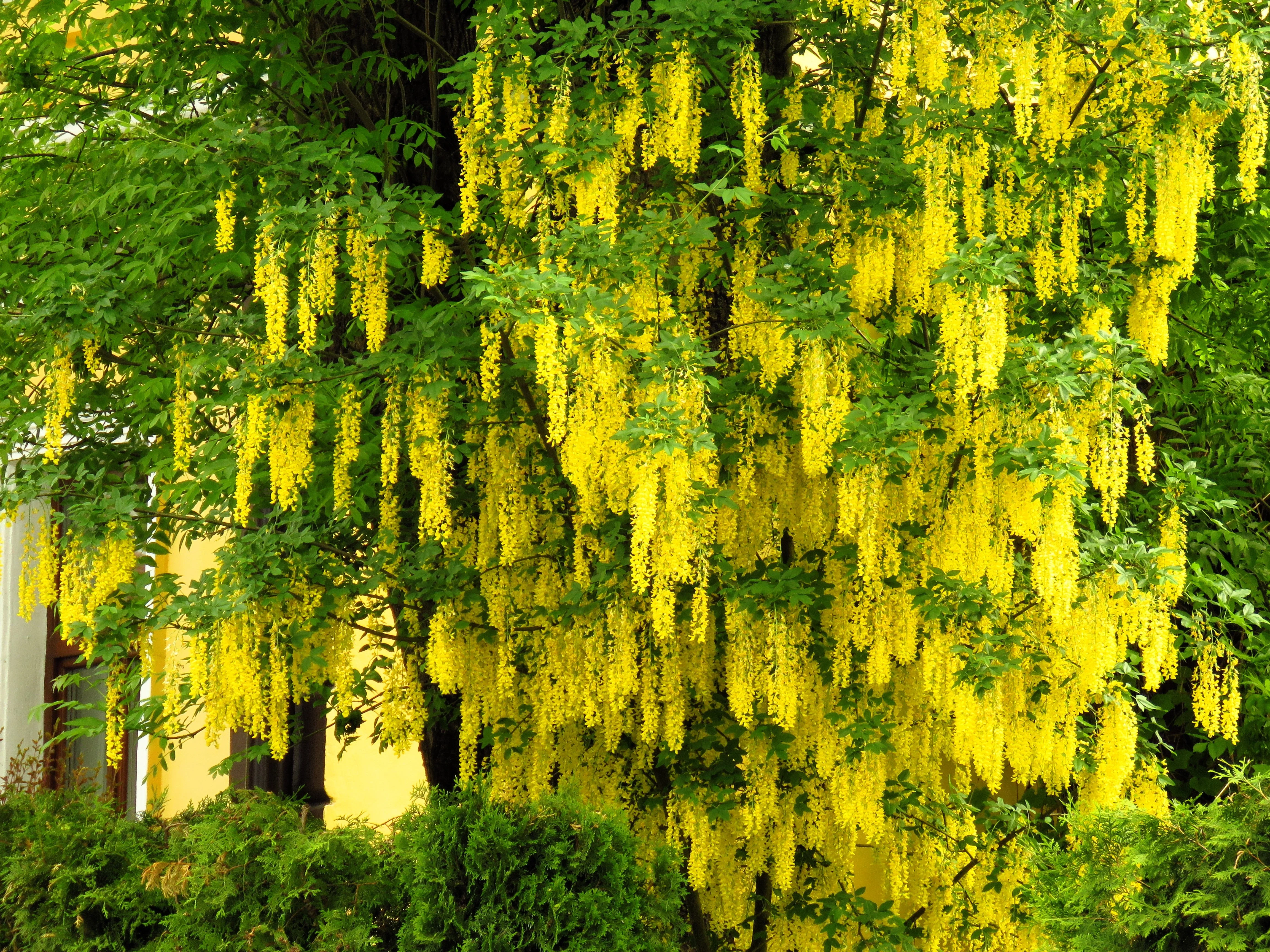 10 GOLDEN CHAIN TREE Goldenchain Laburnum Anagyroides Yellow Flower Seeds - Image 12