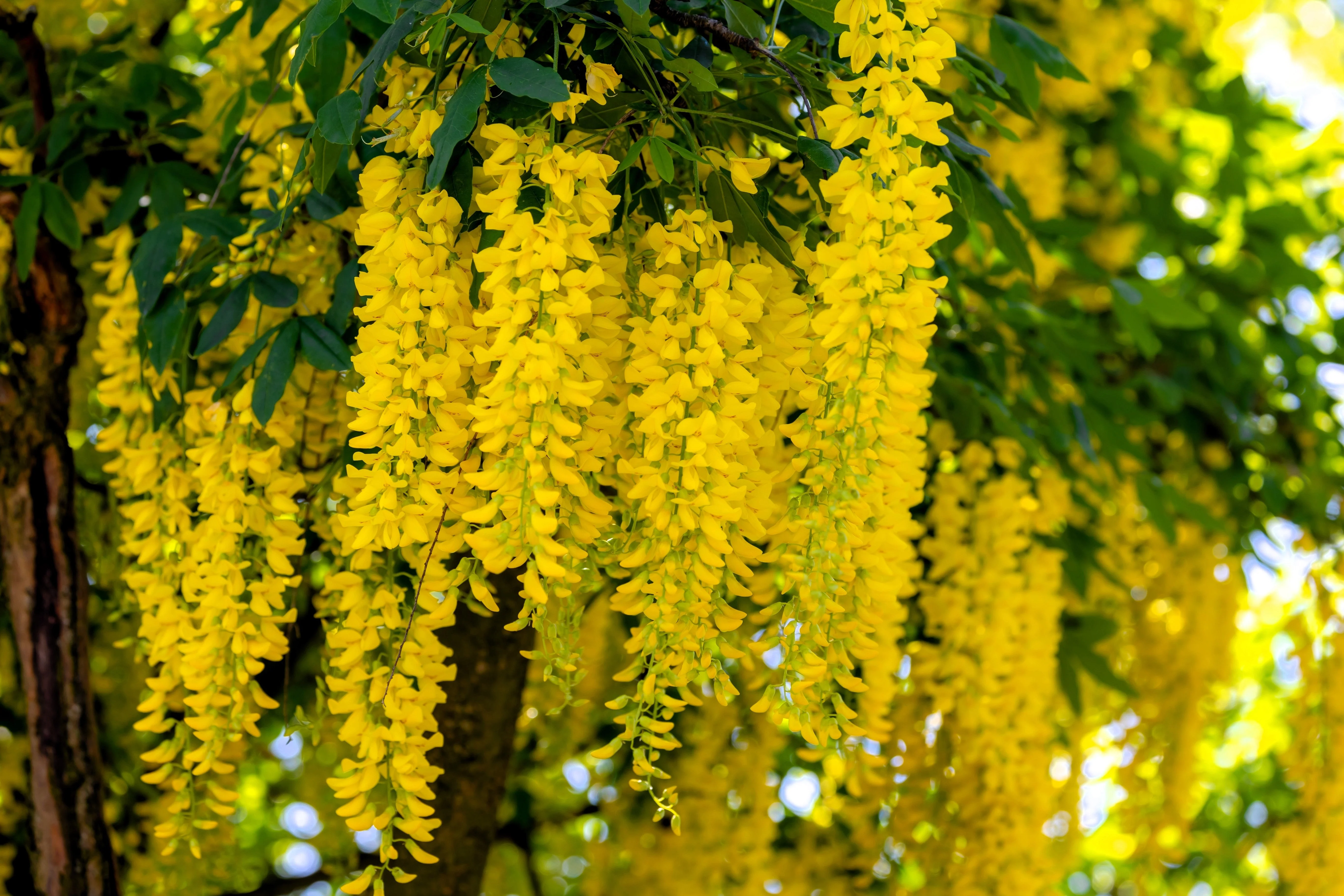 10 GOLDEN CHAIN TREE Goldenchain Laburnum Anagyroides Yellow Flower Seeds - Image 2