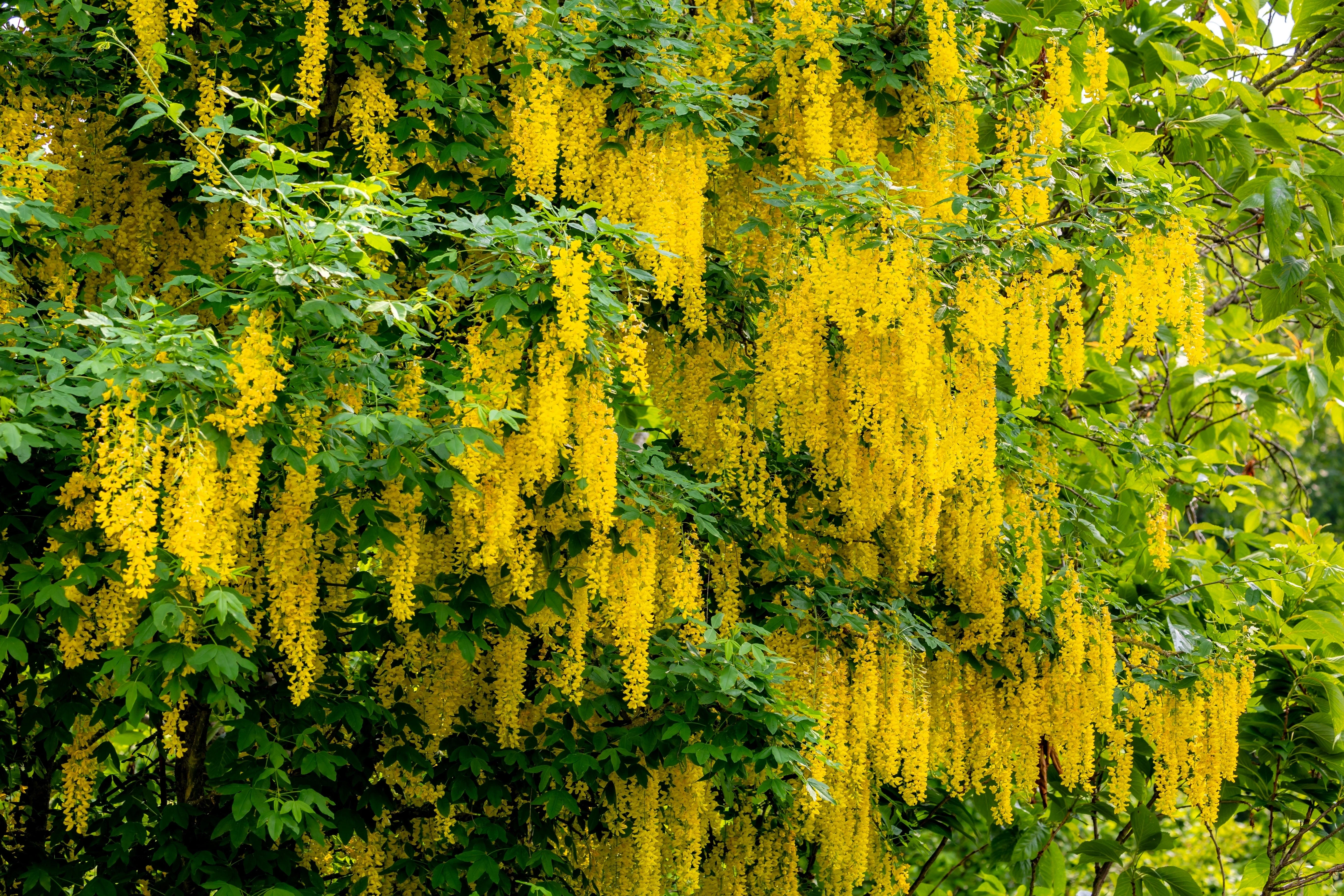 10 GOLDEN CHAIN TREE Goldenchain Laburnum Anagyroides Yellow Flower Seeds - Image 3