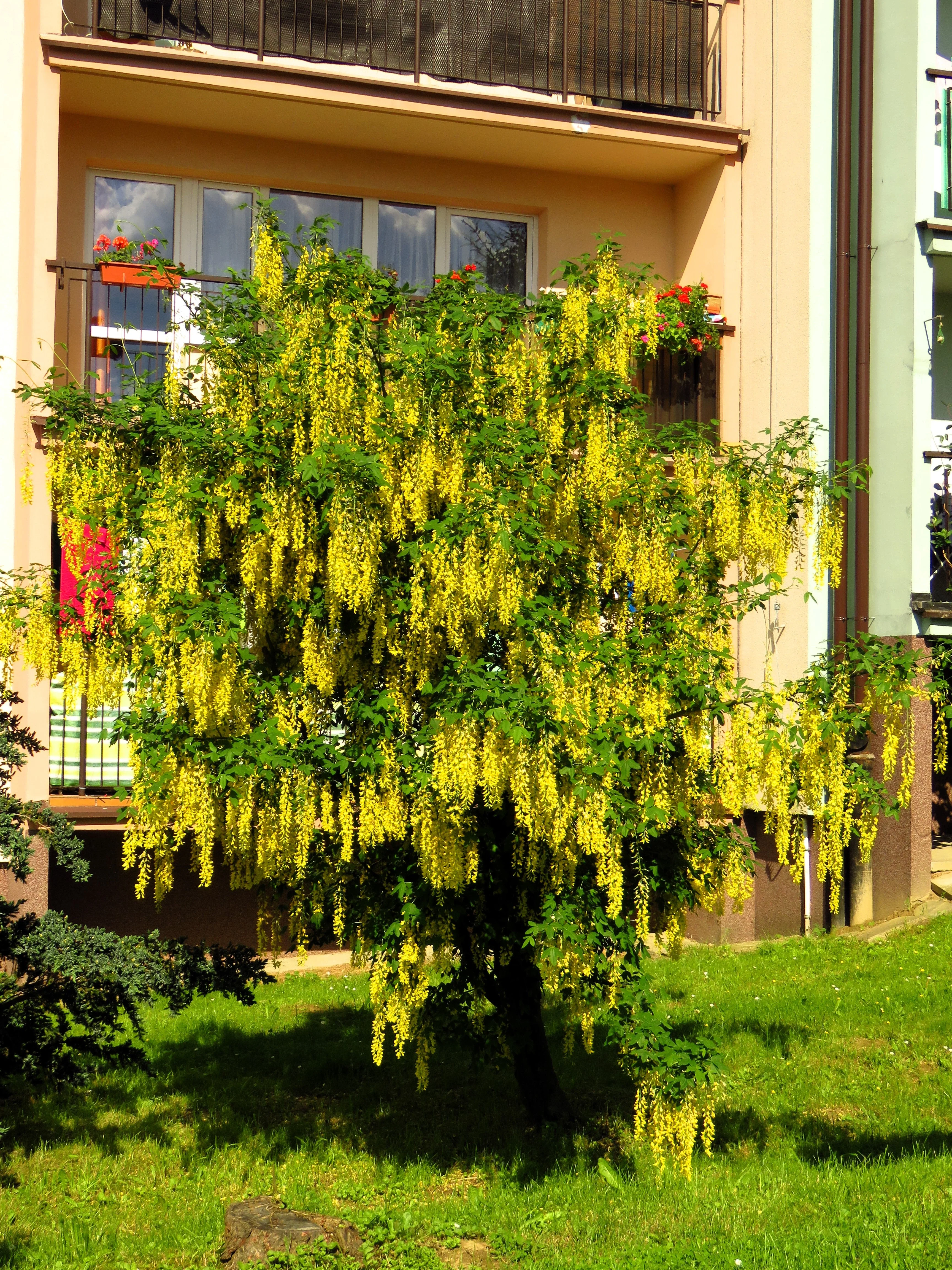10 GOLDEN CHAIN TREE Goldenchain Laburnum Anagyroides Yellow Flower Seeds - Image 4