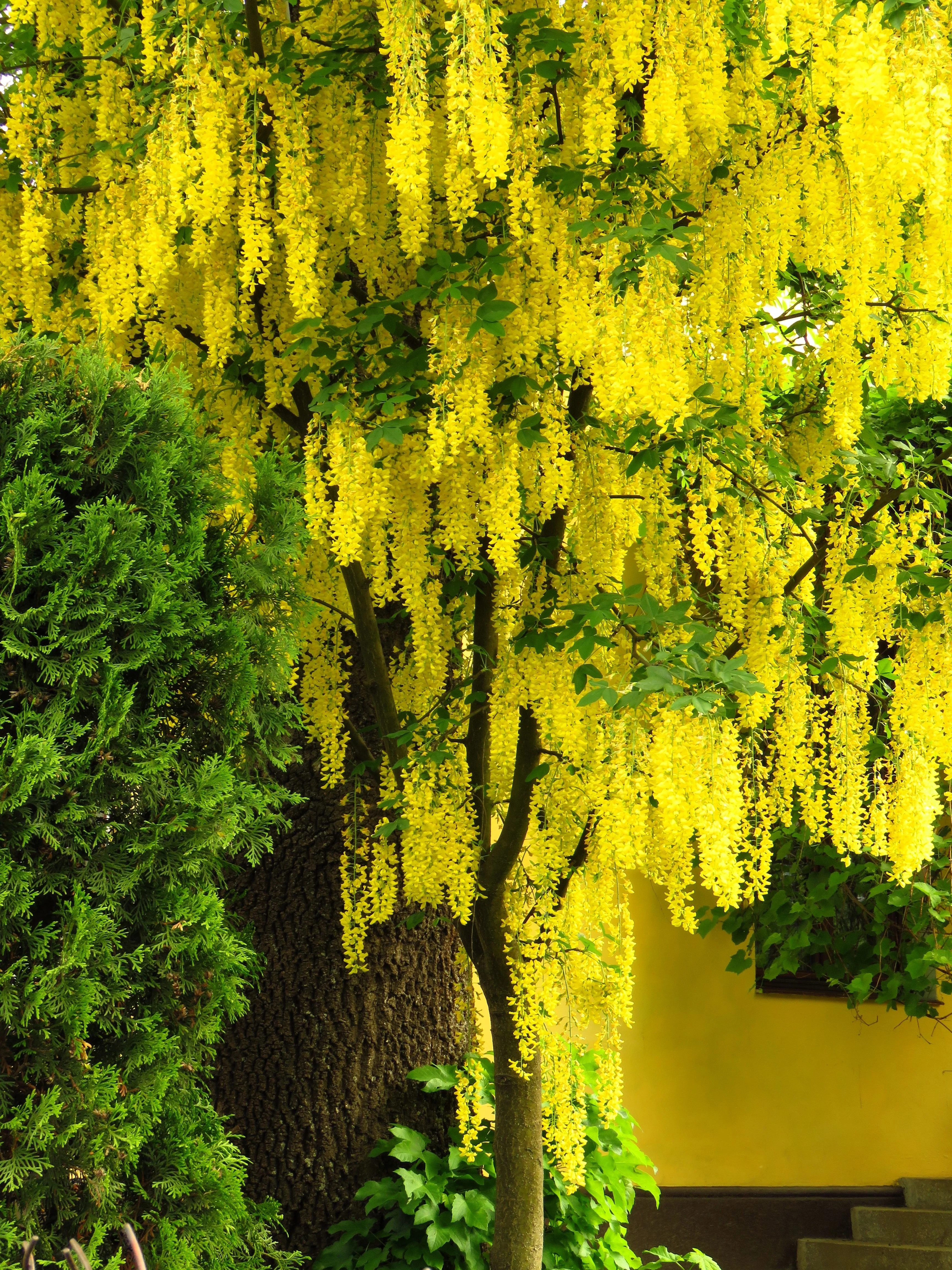 10 GOLDEN CHAIN TREE Goldenchain Laburnum Anagyroides Yellow Flower Seeds - Image 5