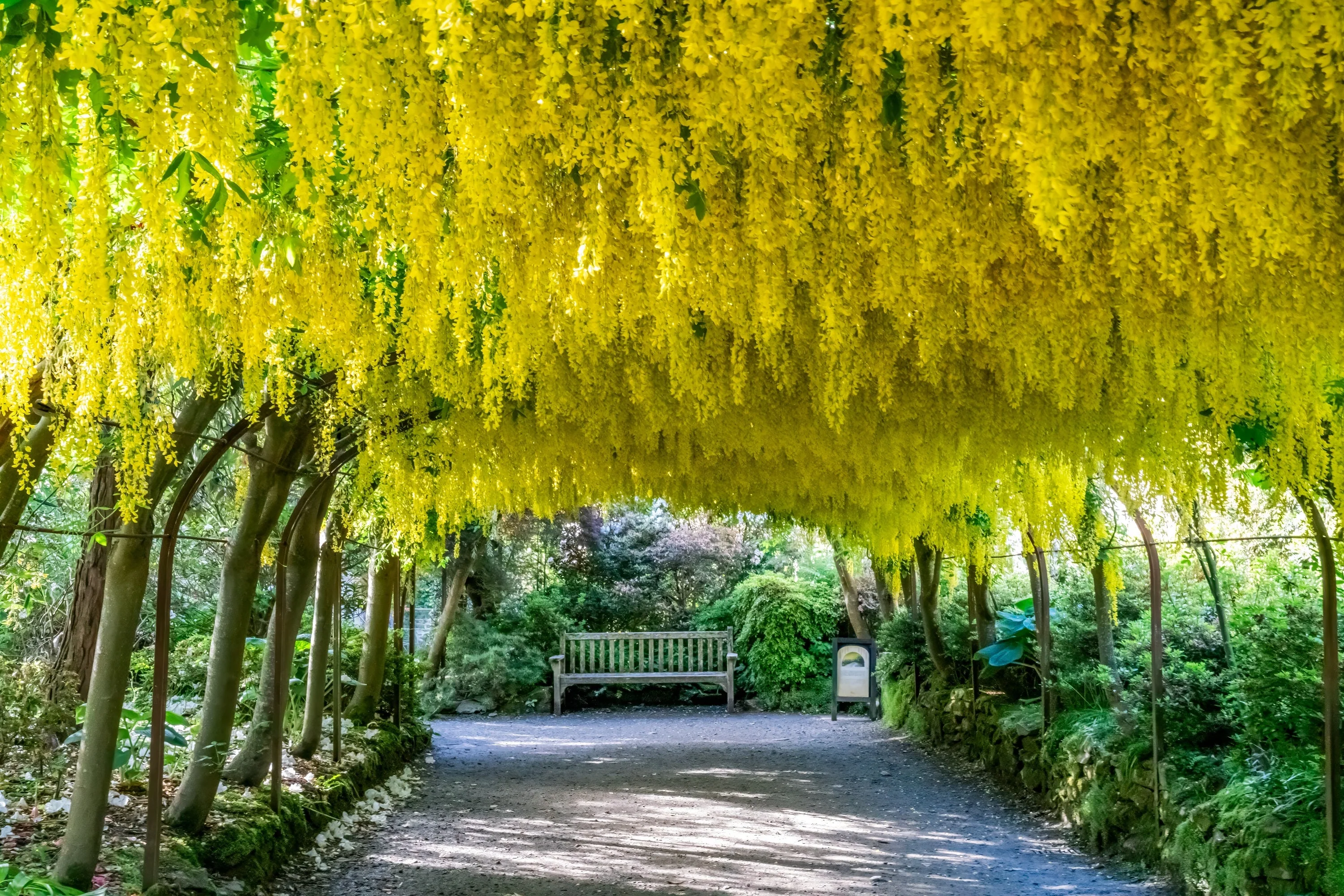 10 GOLDEN CHAIN TREE Goldenchain Laburnum Anagyroides Yellow Flower Seeds - Image 6