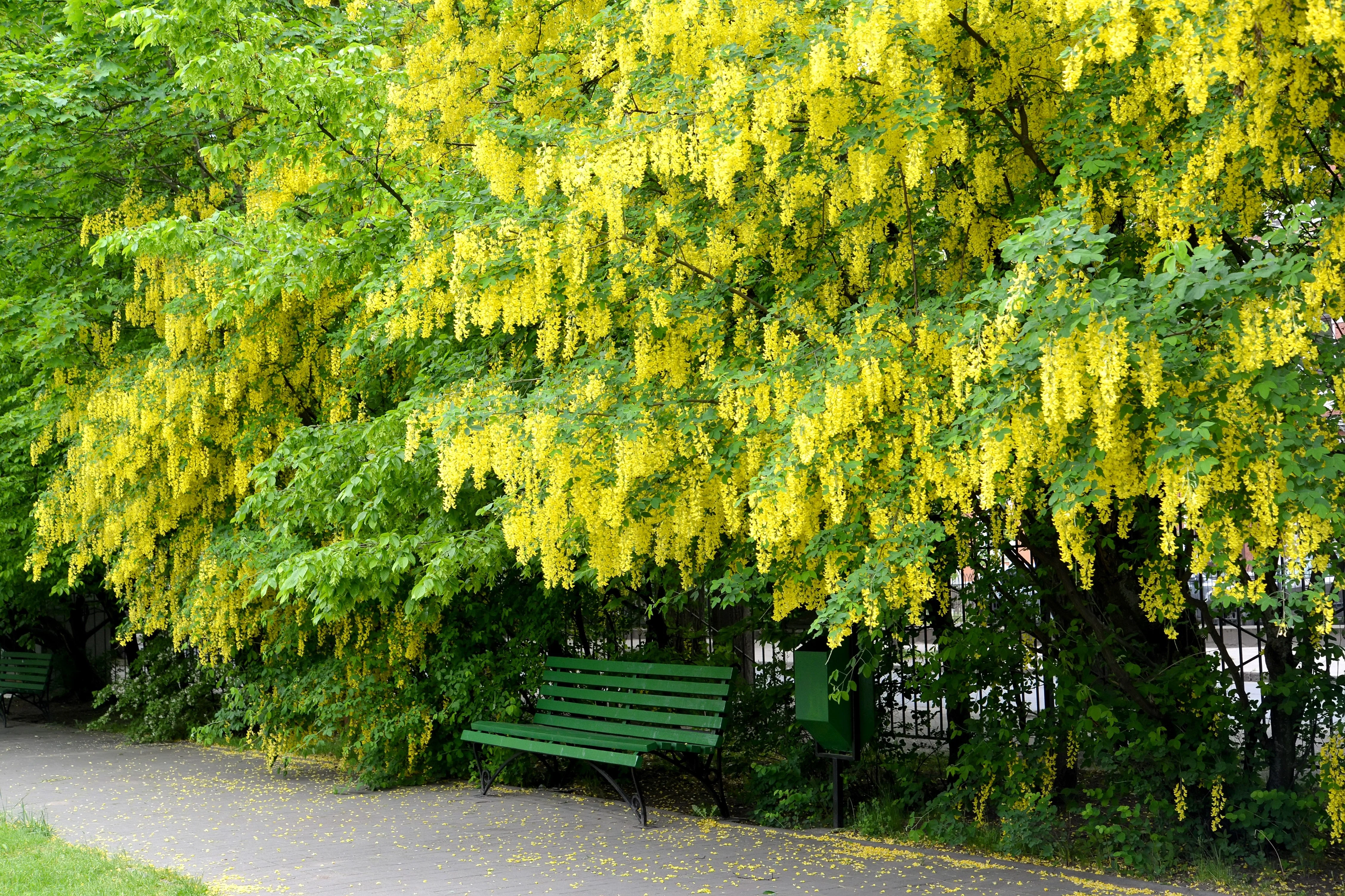 10 GOLDEN CHAIN TREE Goldenchain Laburnum Anagyroides Yellow Flower Seeds - Image 7