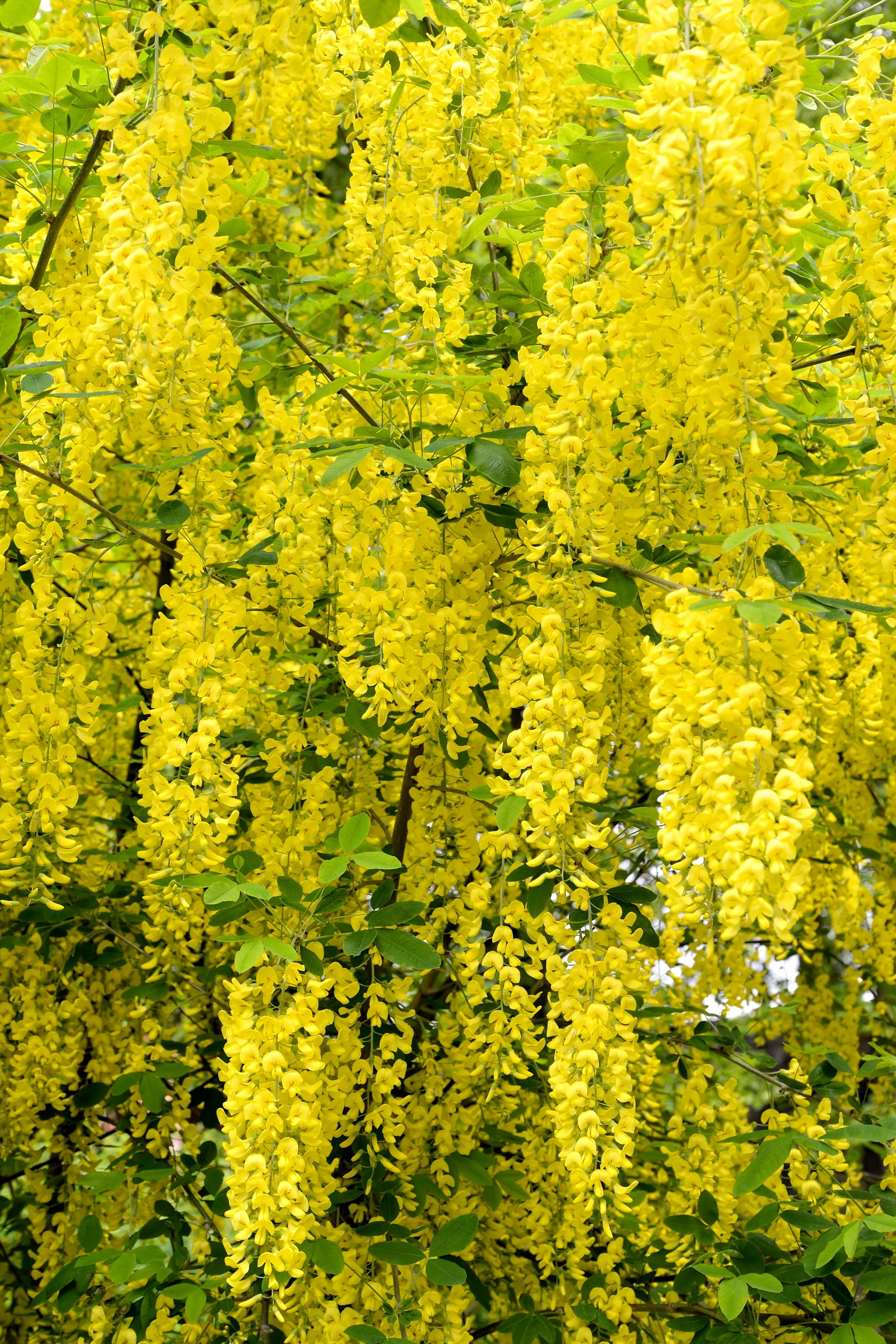 10 GOLDEN CHAIN TREE Goldenchain Laburnum Anagyroides Yellow Flower Seeds - Image 8