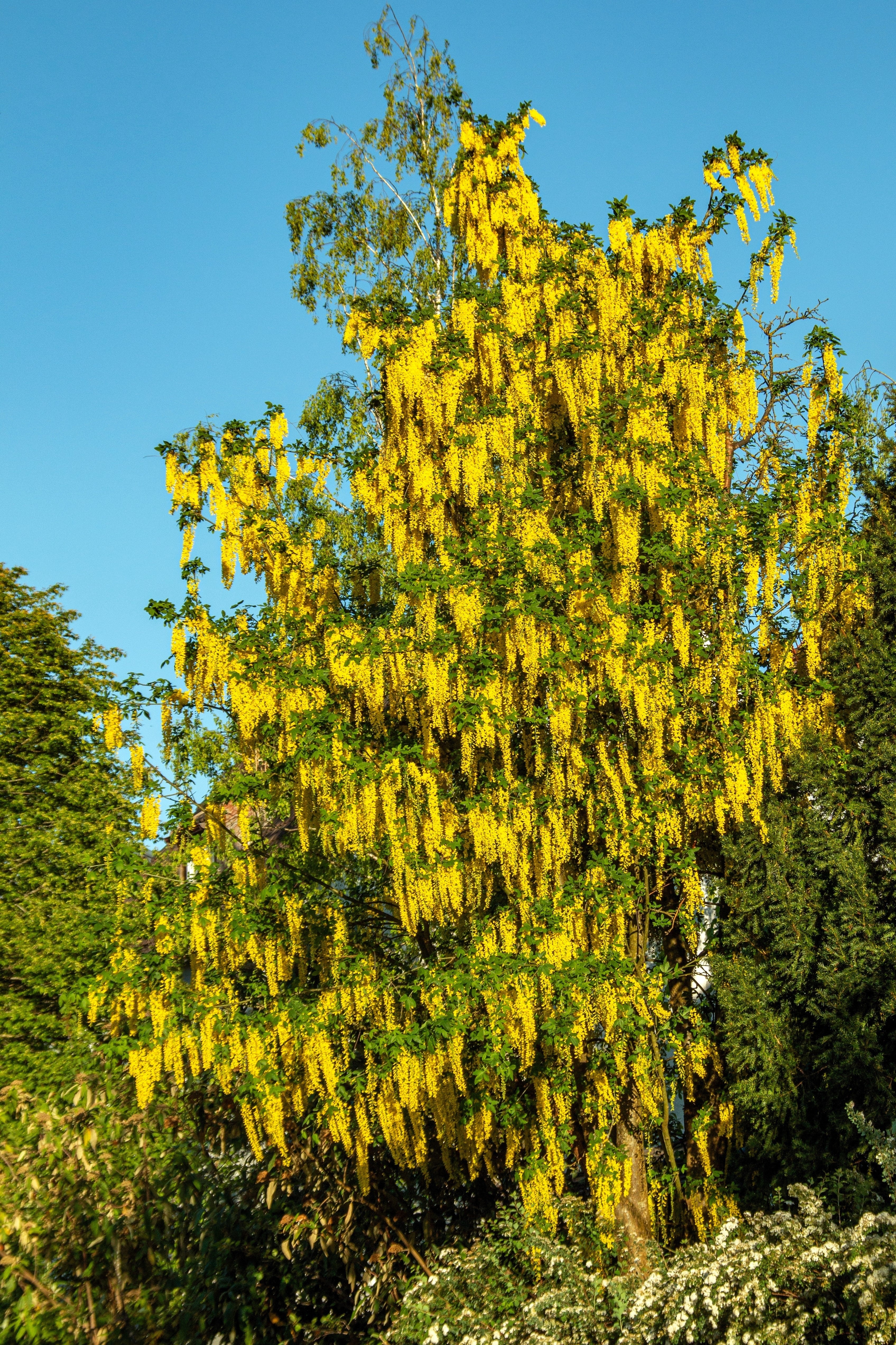 10 GOLDEN CHAIN TREE Goldenchain Laburnum Anagyroides Yellow Flower Seeds - Image 9
