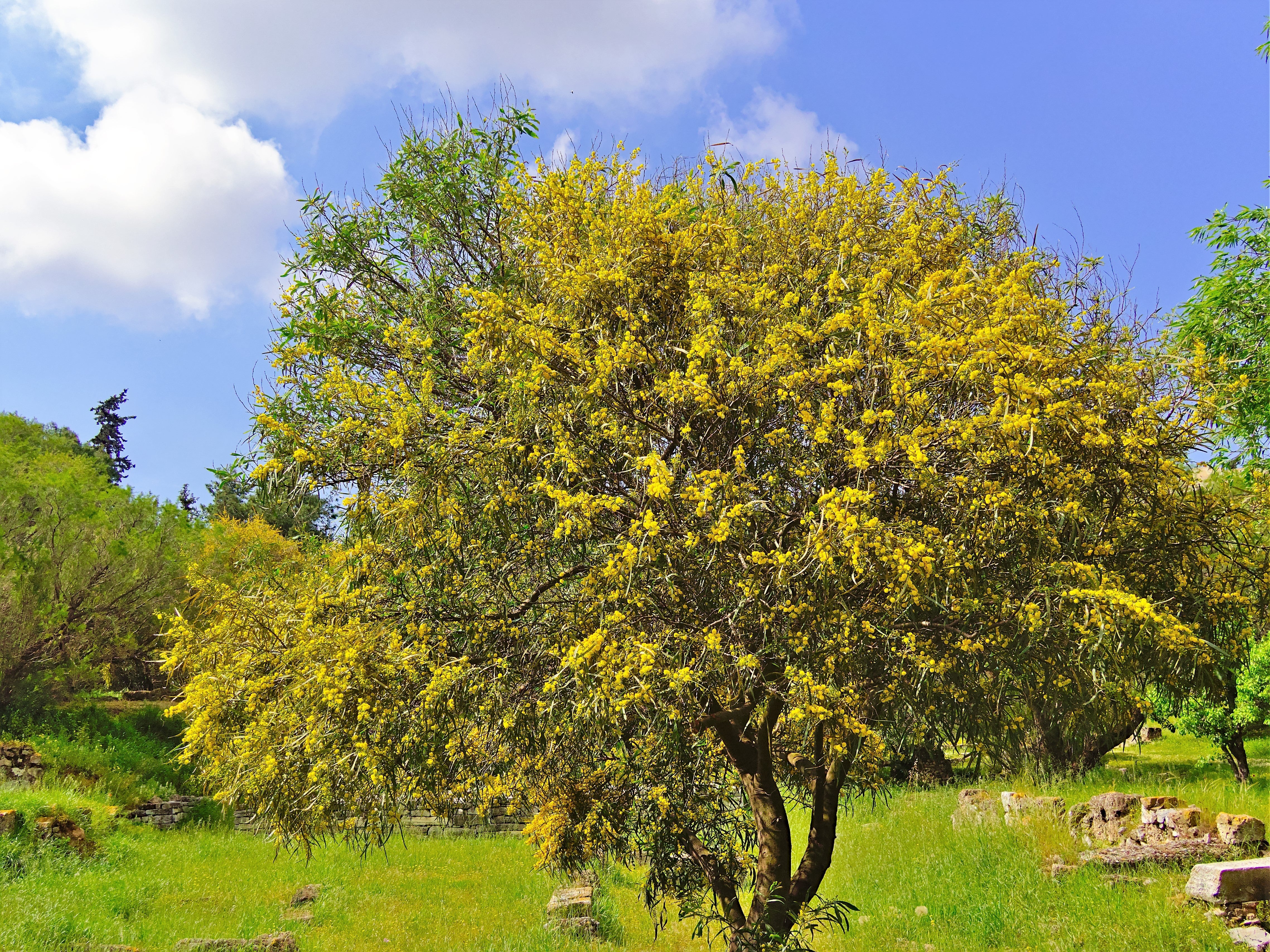 10 GOLDEN MIMOSA Acacia Baileyana Yellow Wattle Tree Flower Seeds - Image 10