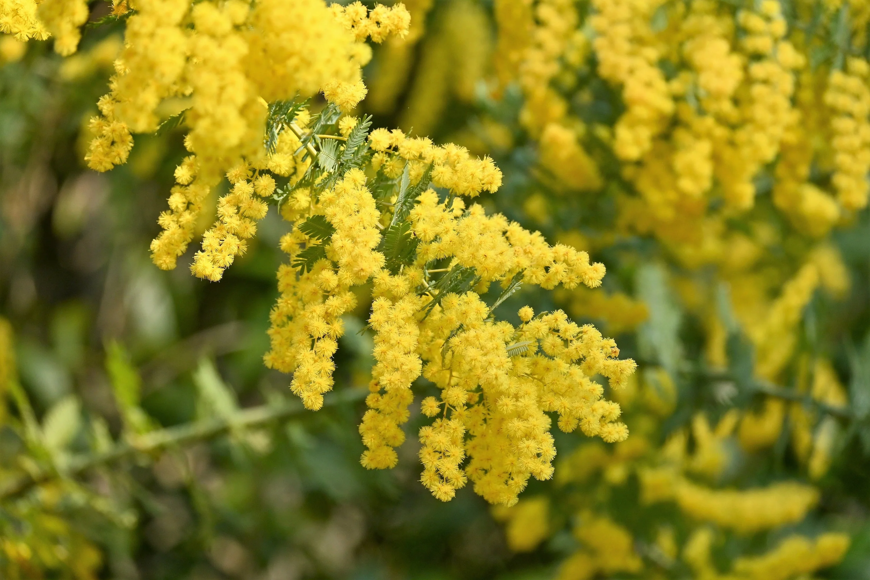 10 GOLDEN MIMOSA Acacia Baileyana Yellow Wattle Tree Flower Seeds - Image 2