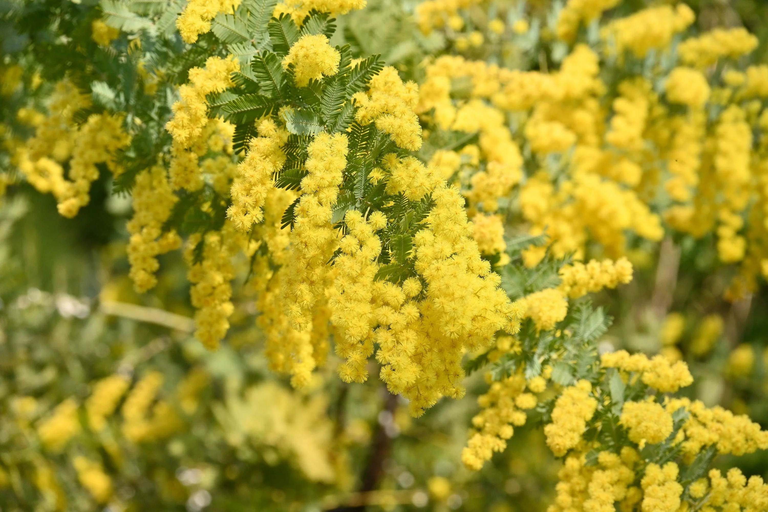 10 GOLDEN MIMOSA Acacia Baileyana Yellow Wattle Tree Flower Seeds - Image 3