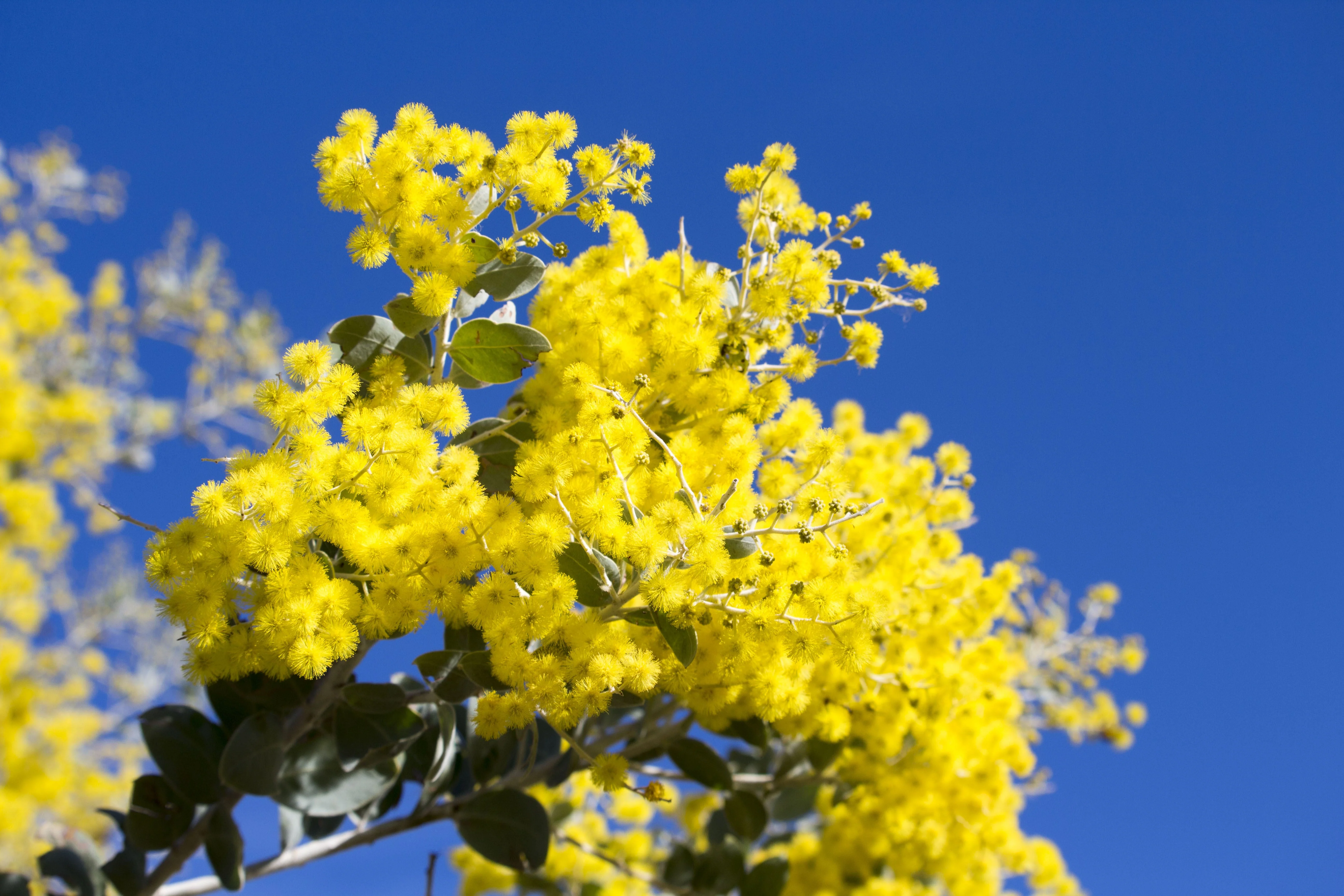 10 GOLDEN MIMOSA Acacia Baileyana Yellow Wattle Tree Flower Seeds - Image 4