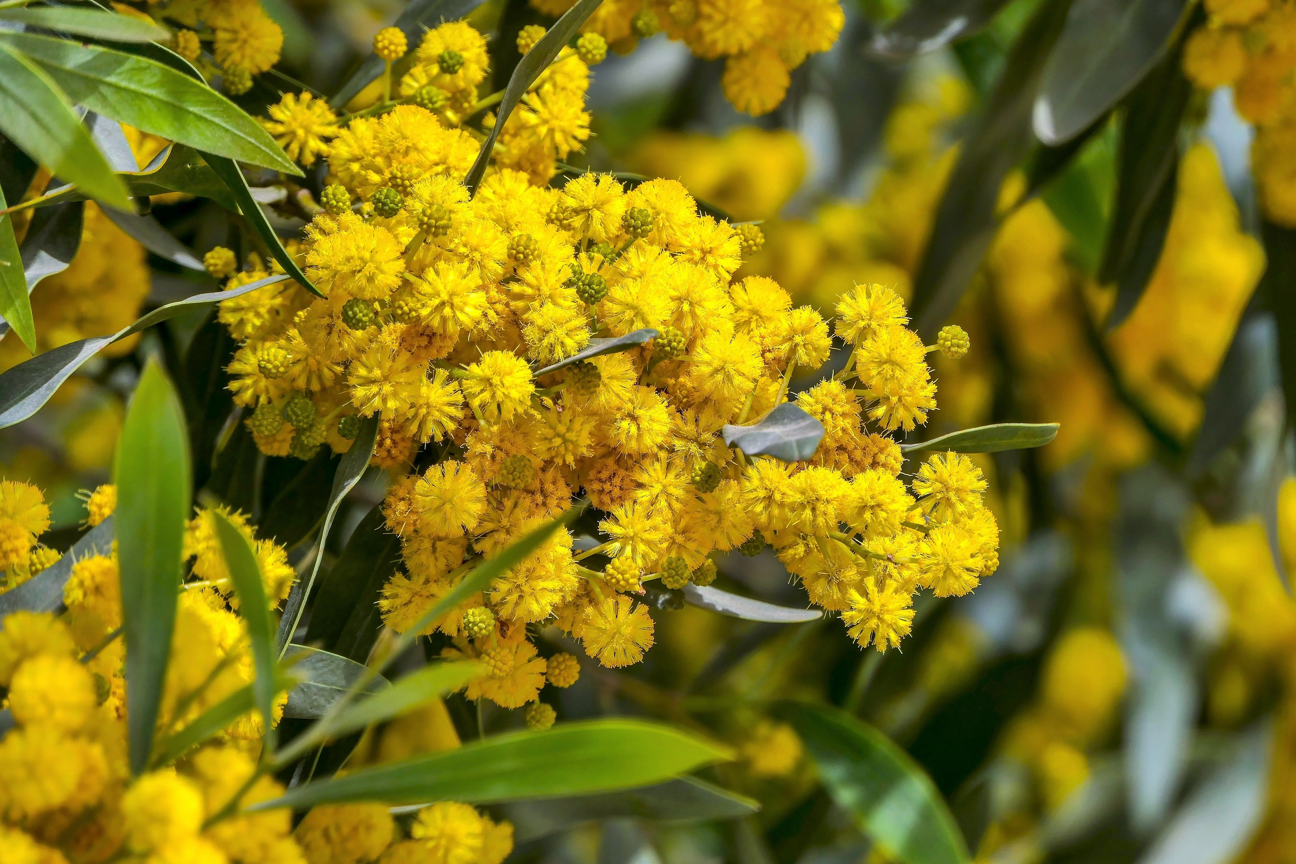 10 GOLDEN MIMOSA Acacia Baileyana Yellow Wattle Tree Flower Seeds - Image 5