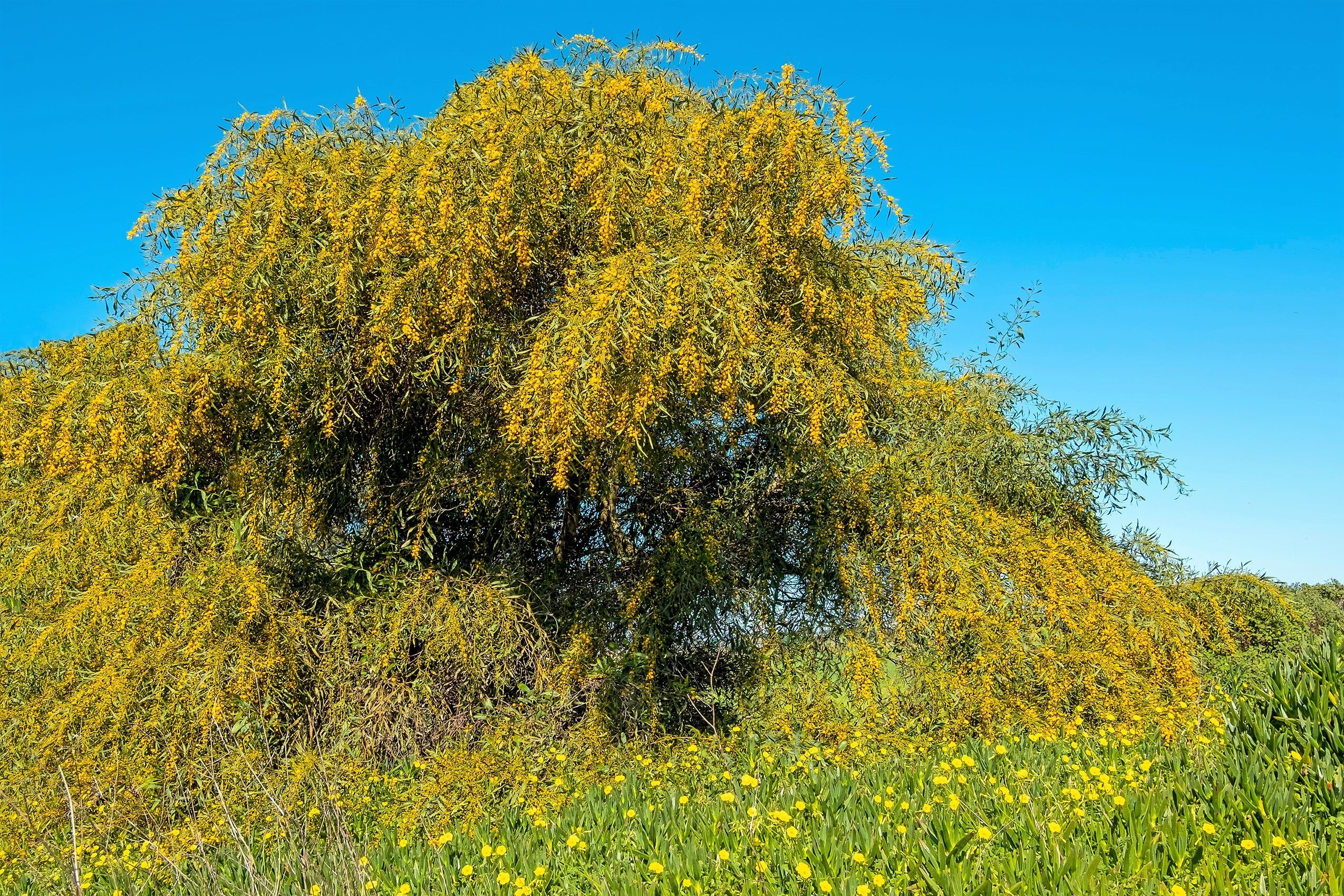 10 GOLDEN MIMOSA Acacia Baileyana Yellow Wattle Tree Flower Seeds - Image 6