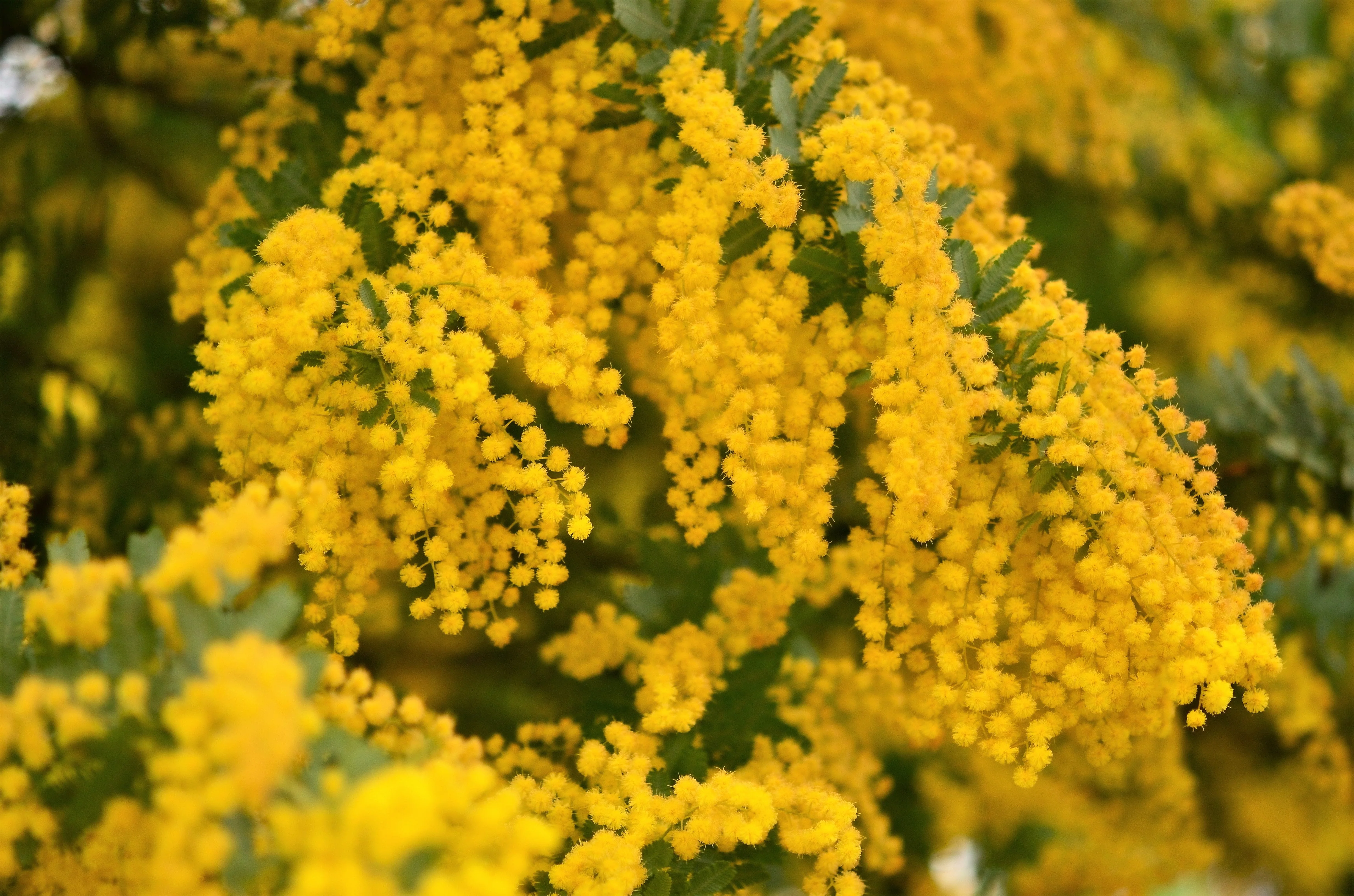 10 GOLDEN MIMOSA Acacia Baileyana Yellow Wattle Tree Flower Seeds - Image 8