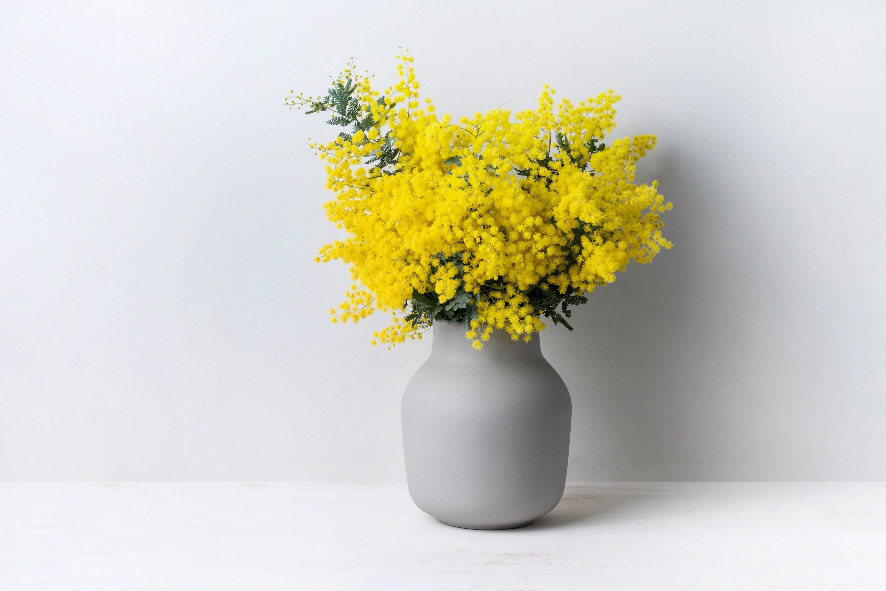 10 GOLDEN MIMOSA Acacia Baileyana Yellow Wattle Tree Flower Seeds - Image 9