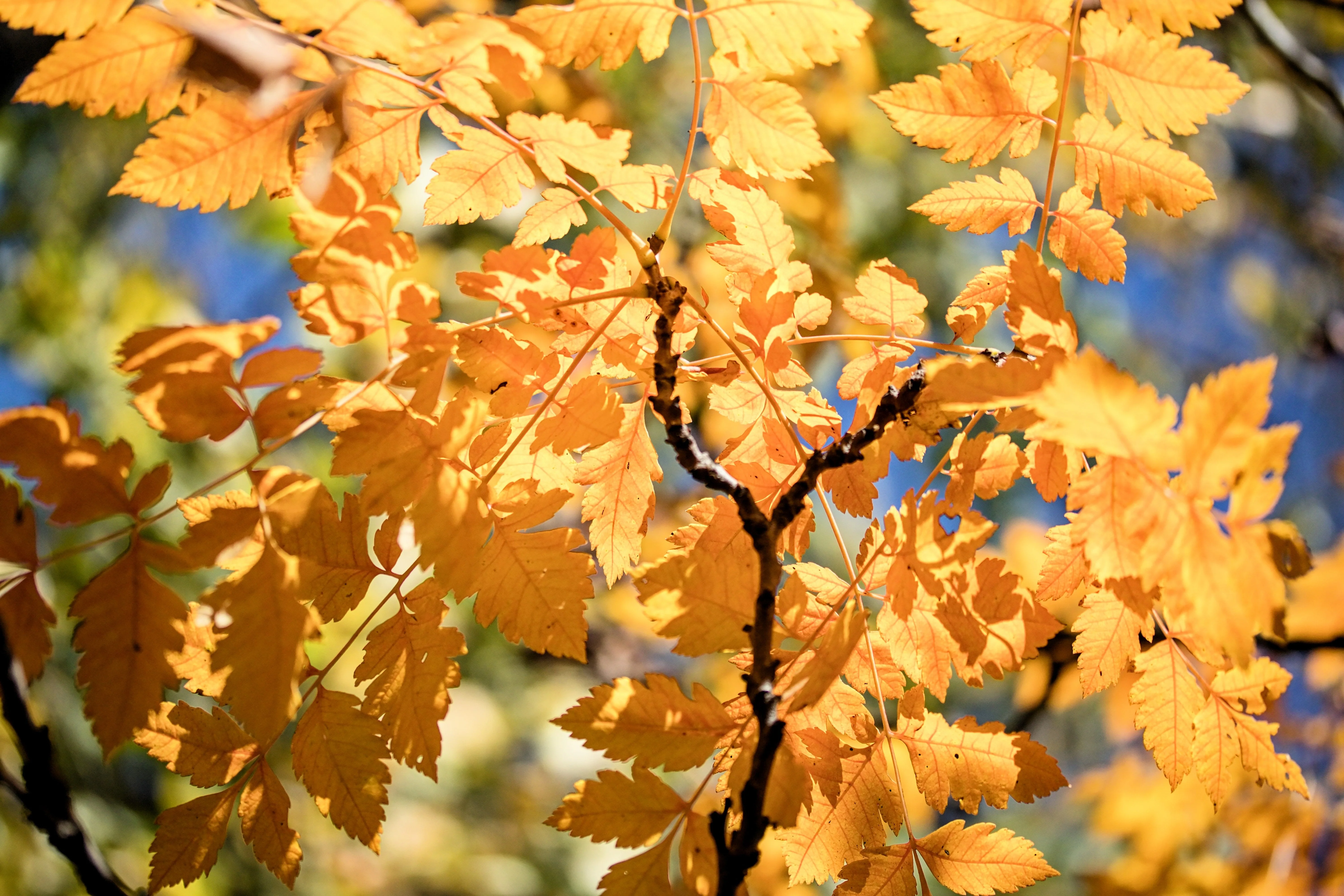 10 GOLDEN RAIN TREE Goldenrain Koelreuteria Paniculata Yellow Flower Seeds - Image 10