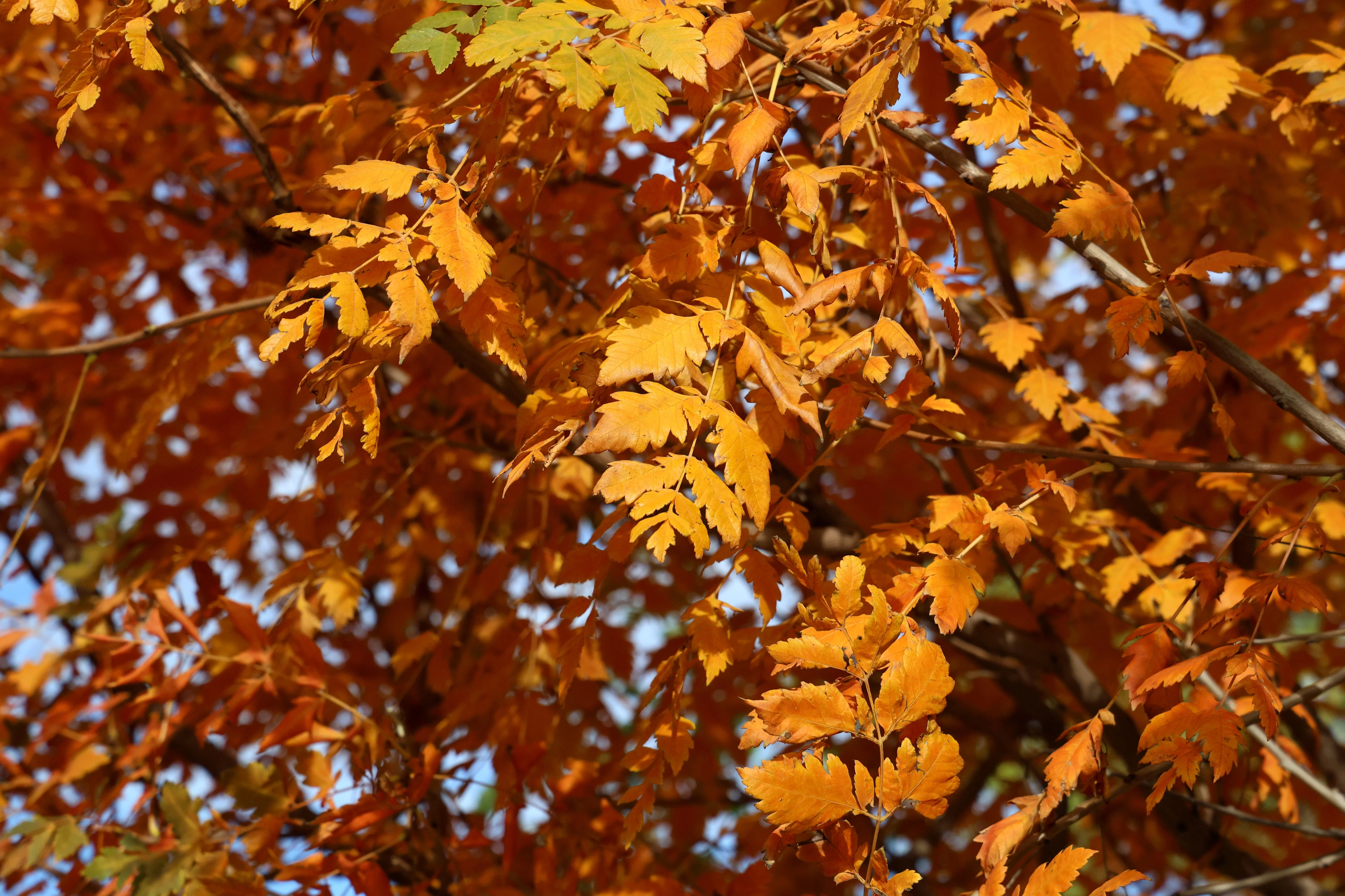 10 GOLDEN RAIN TREE Goldenrain Koelreuteria Paniculata Yellow Flower Seeds - Image 11